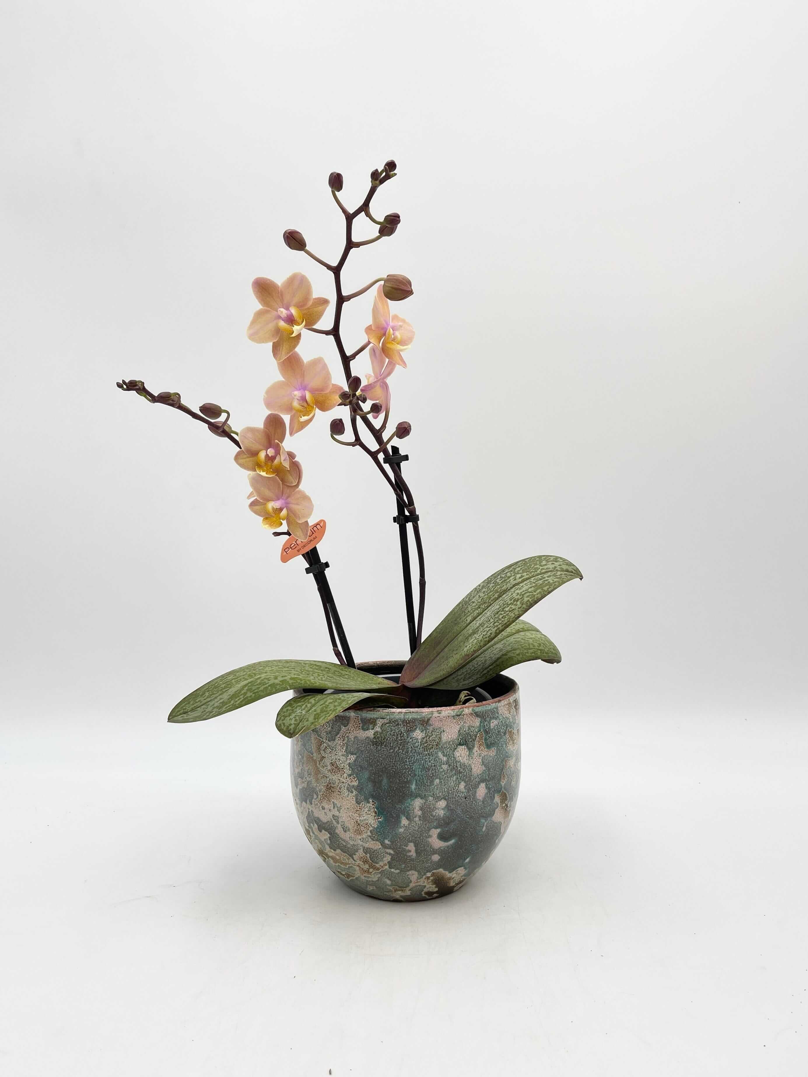 Aromio Scented Phalaenopsis Orchid, Perfíum Scention
