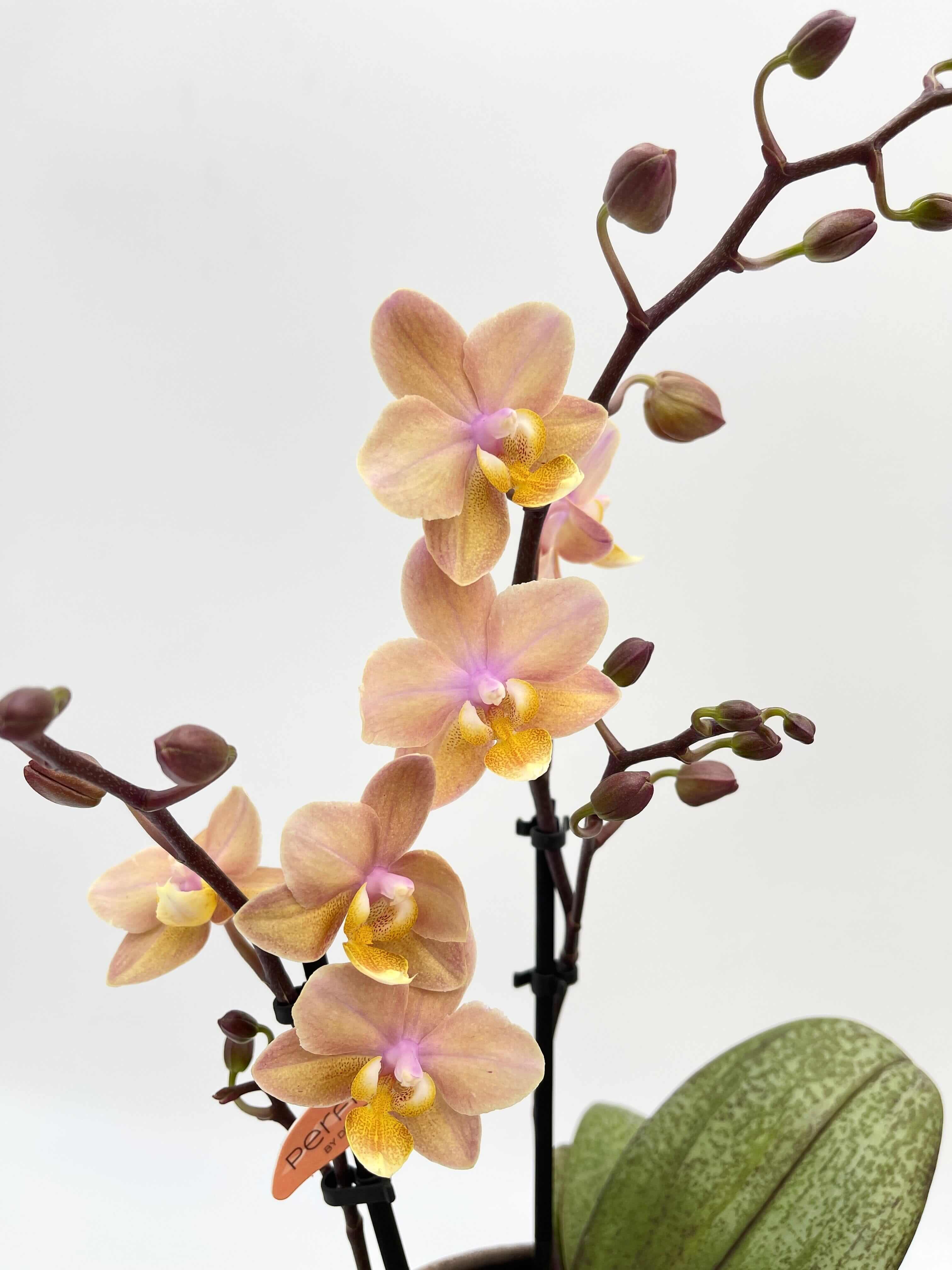 Aromio Scented Phalaenopsis Orchid, Perfíum Scention