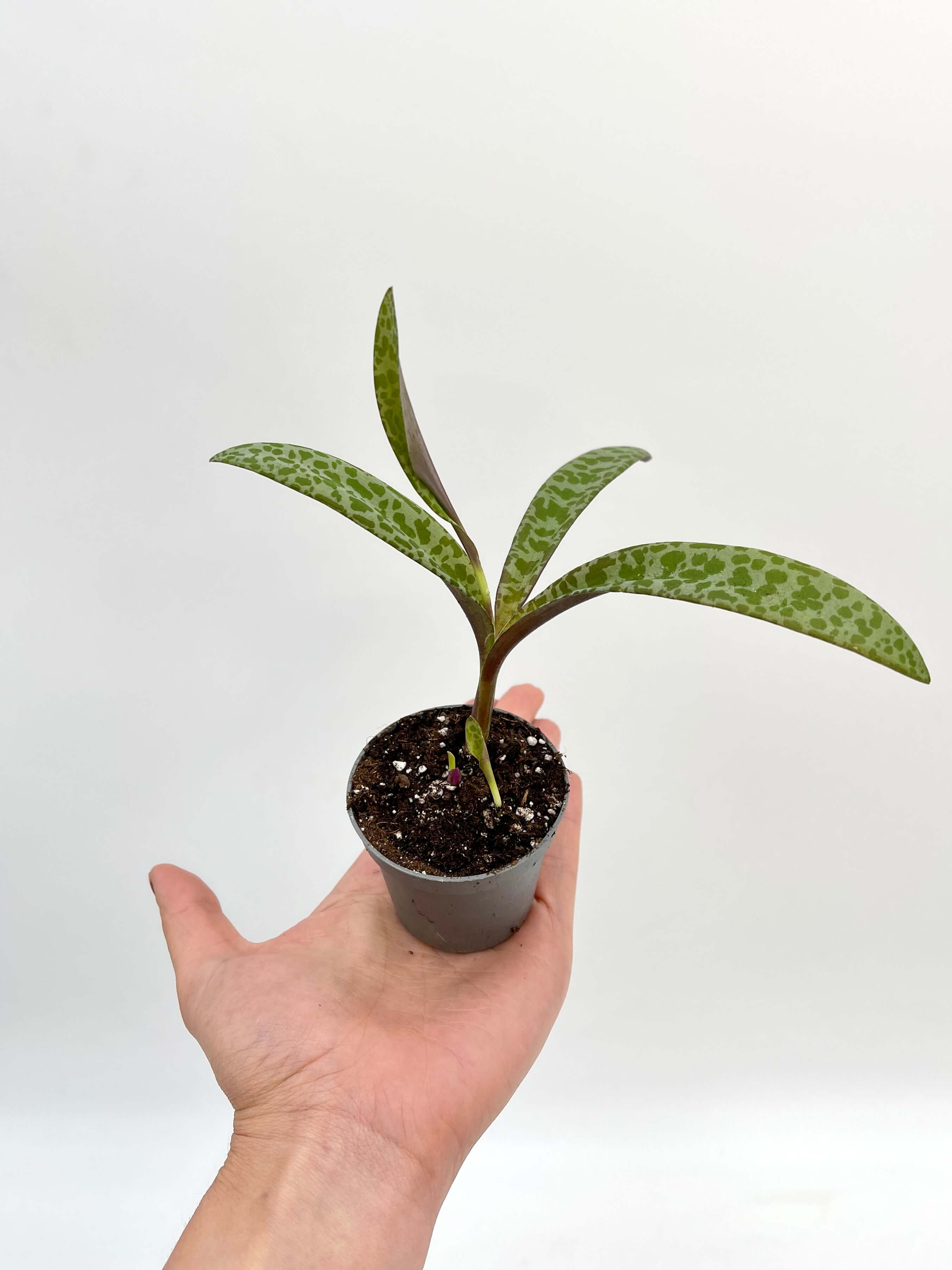 Scilla Violacea, Leopard Lily Plant, Baby Plant