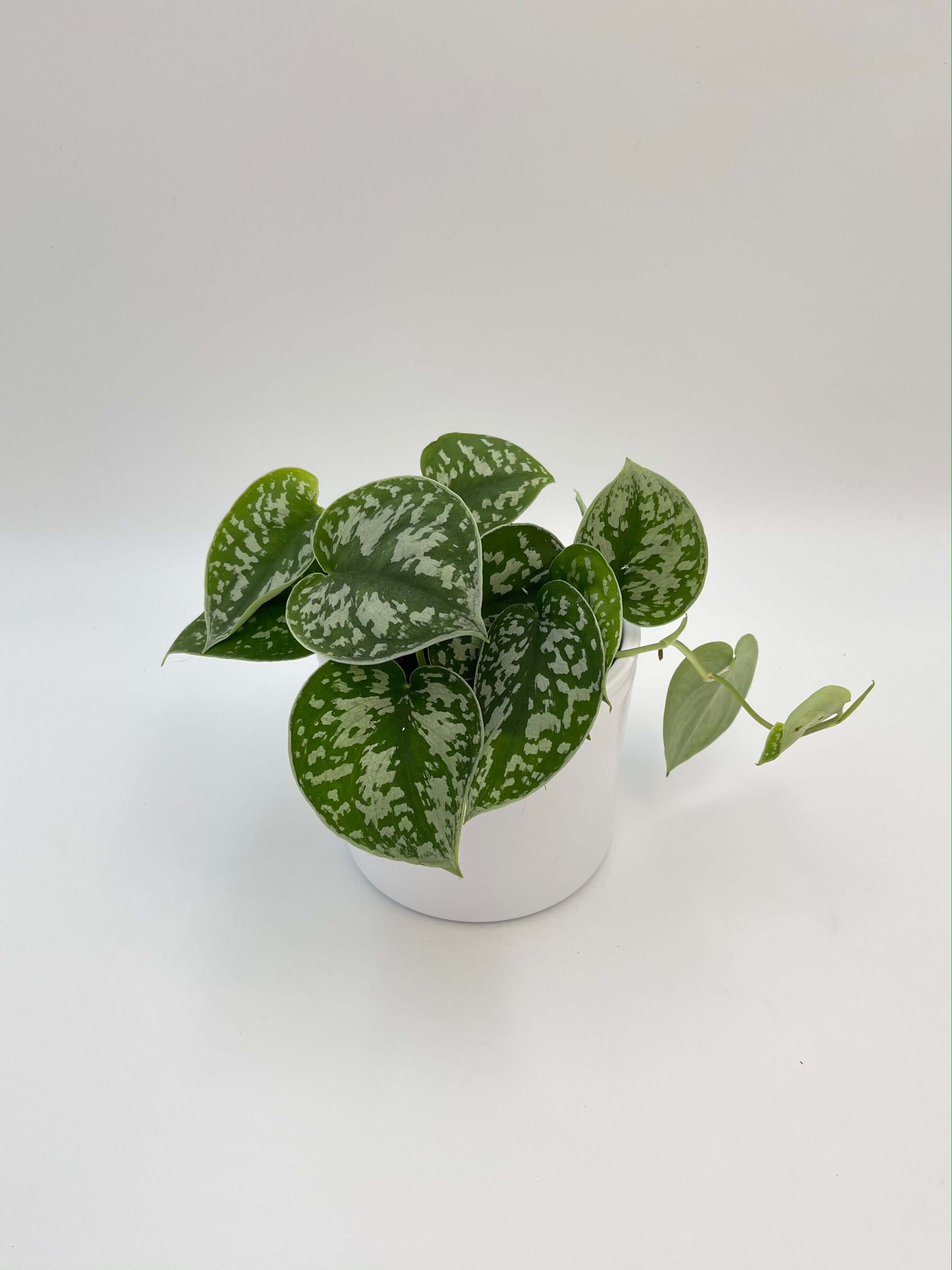 Scindapsus Pictus Argyraeus | Satin Pothos Trailing Houseplant | Easy Care Indoor Plant