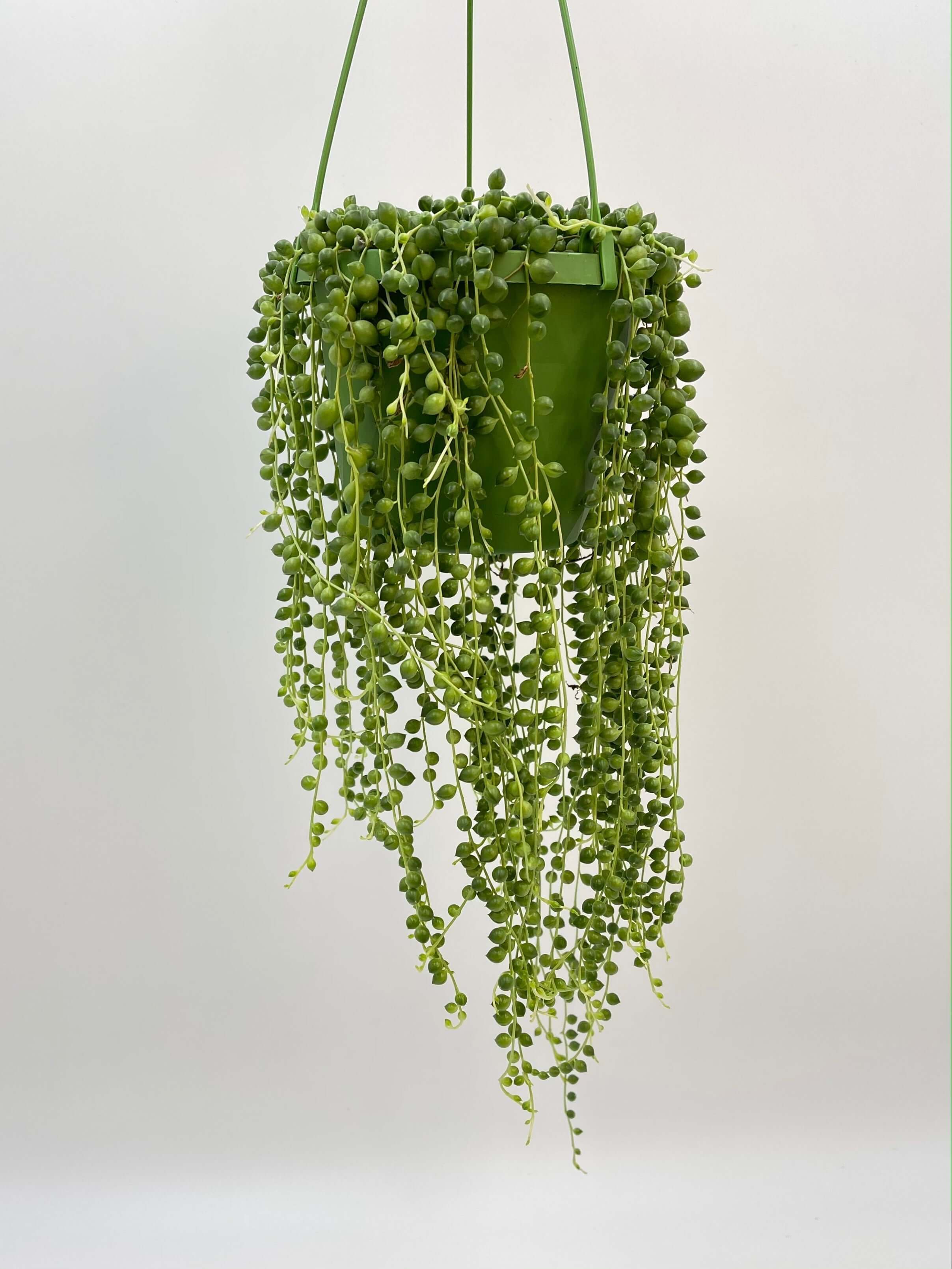 Senecio Rowleyanus, String of Pearls, 14cm Hanging Pot