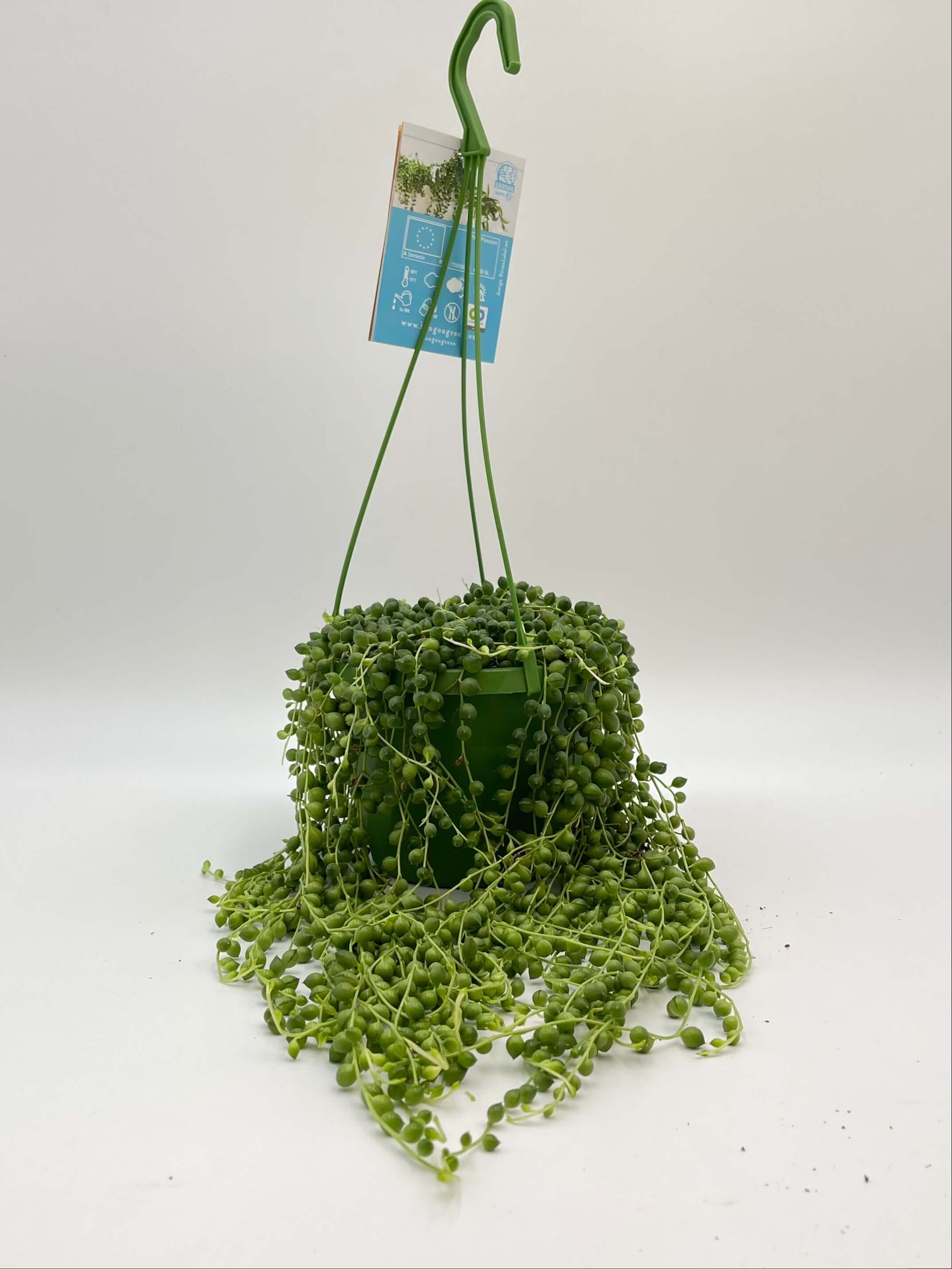 Senecio Rowleyanus, String of Pearls, 14cm Hanging Pot