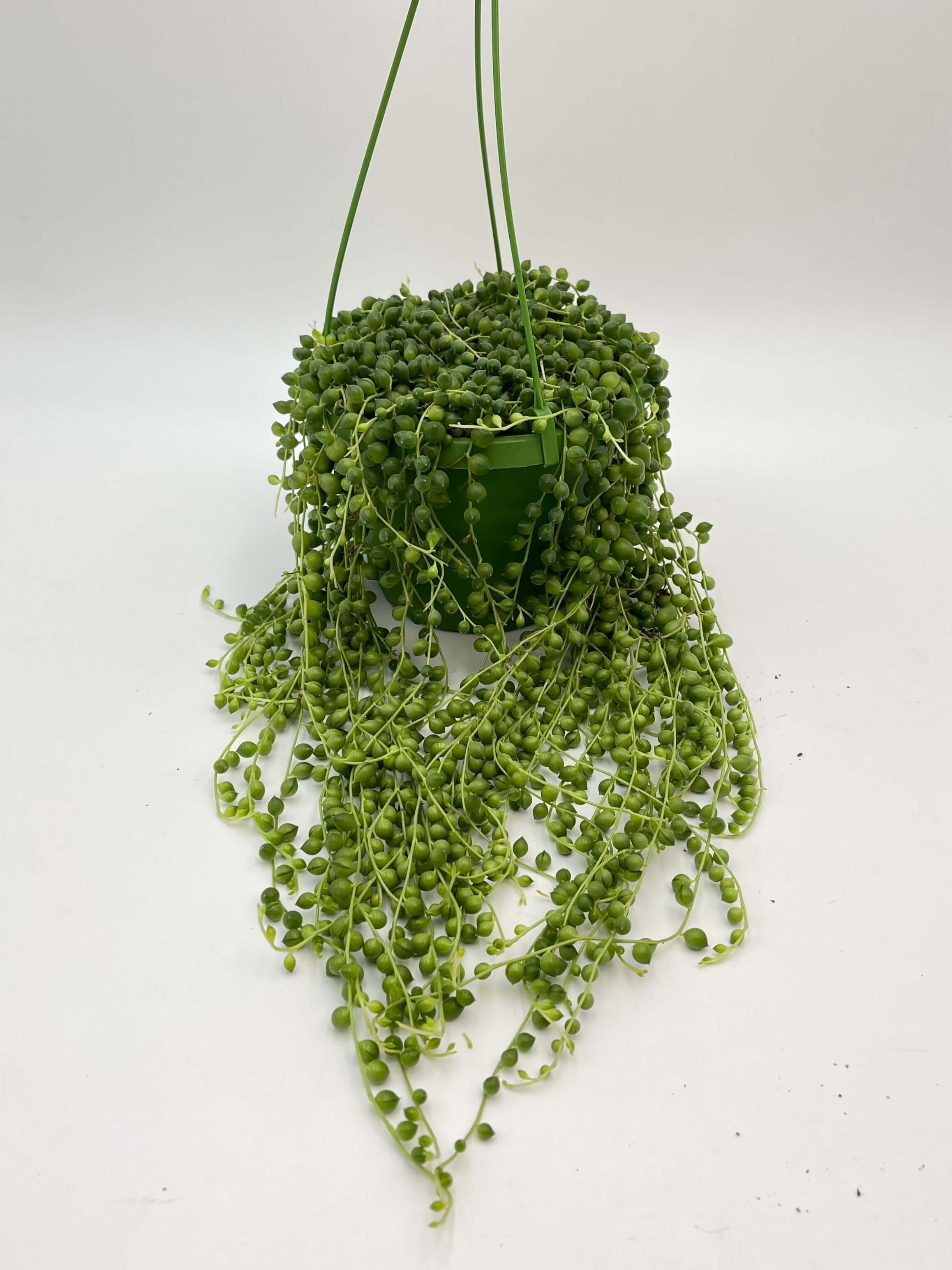 Senecio Rowleyanus, String of Pearls, 14cm Hanging Pot