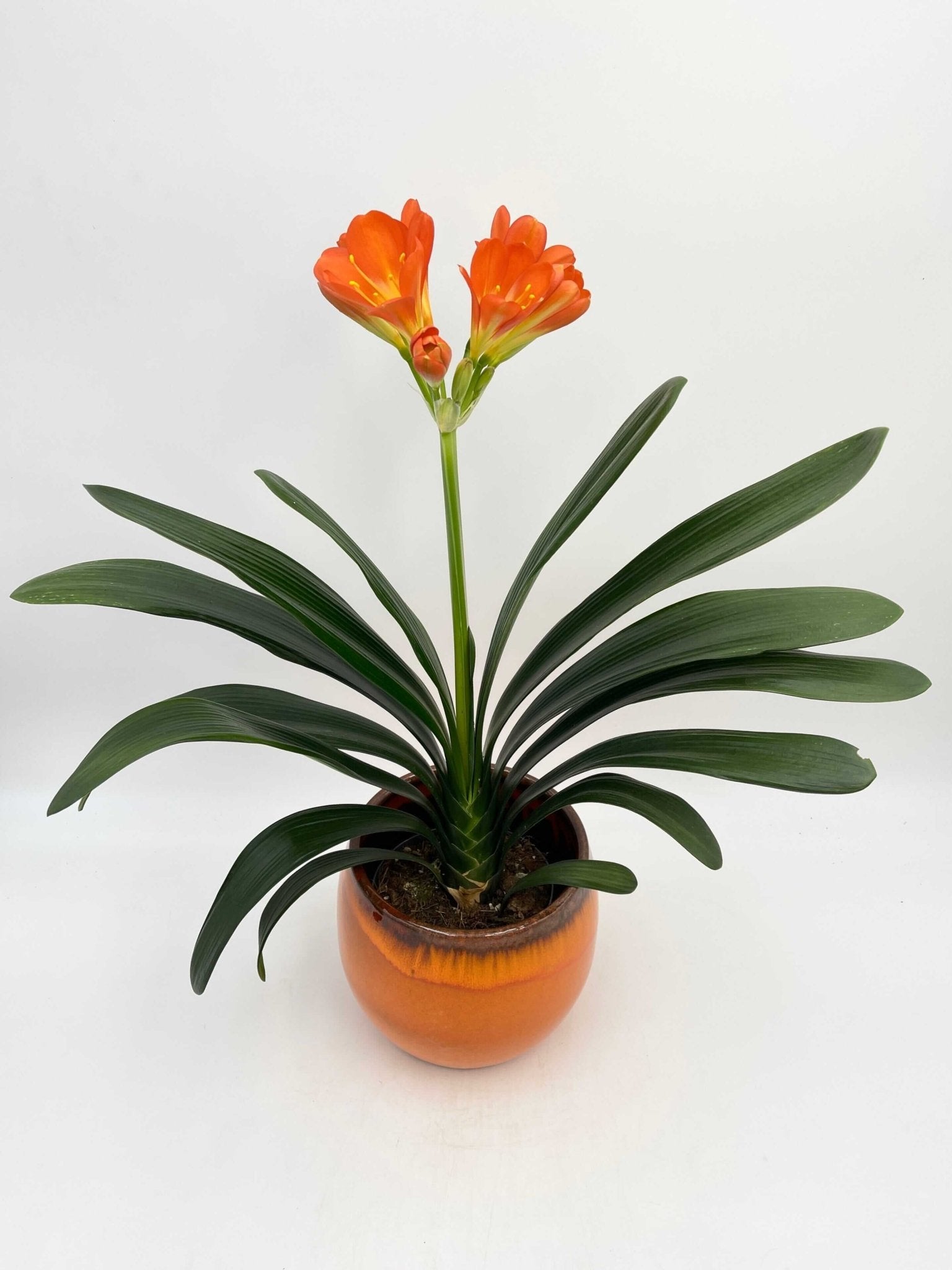 Tropical Clivia Miniata, Orange Bush lily, Indoor Plant