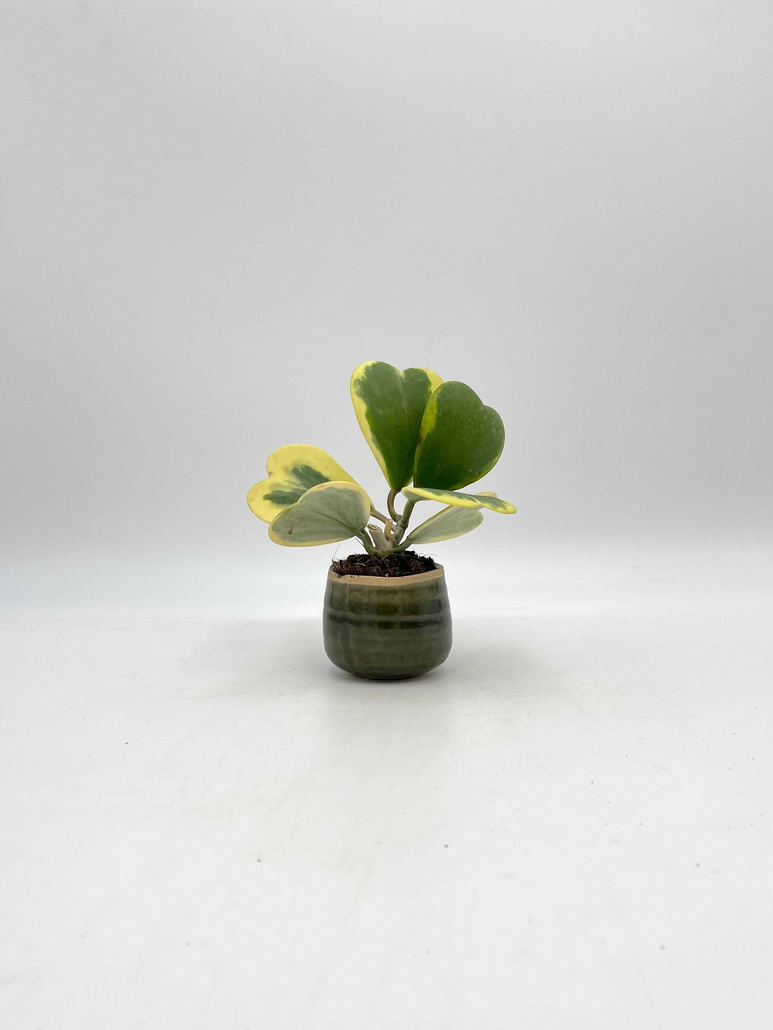Variegated Hoya Kerrii, Full Plants, Pet Safe Houseplant
