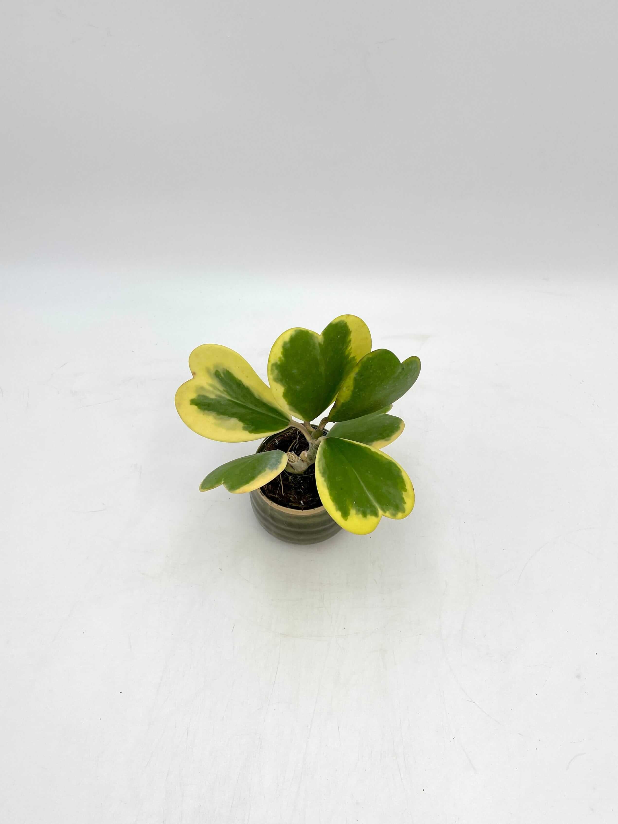 Variegated Hoya Kerrii, Full Plants, Pet Safe Houseplant