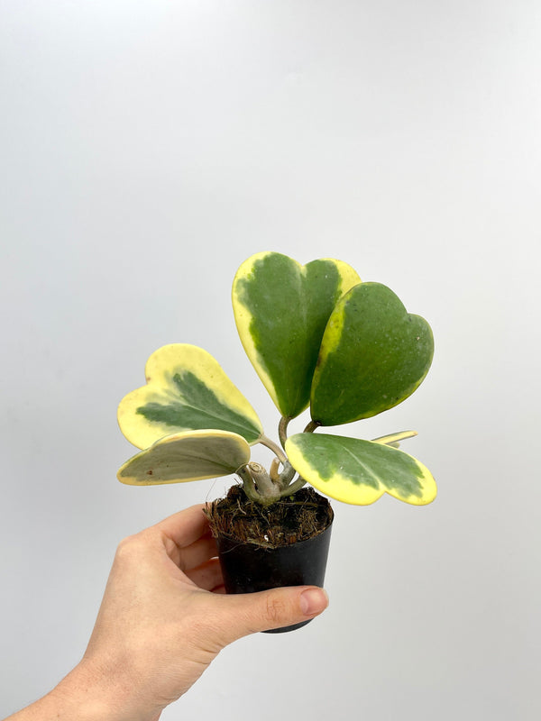Variegated Hoya Kerrii, Full Plants
