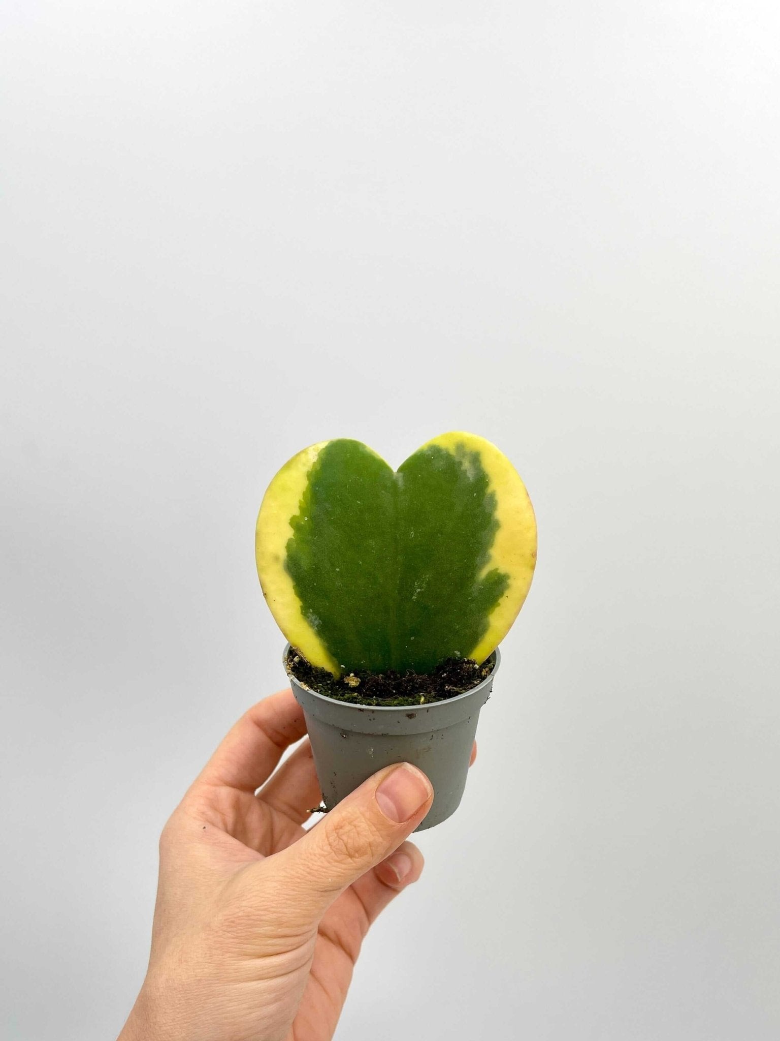 Variegated Hoya Kerrii, Pet Safe Houseplant