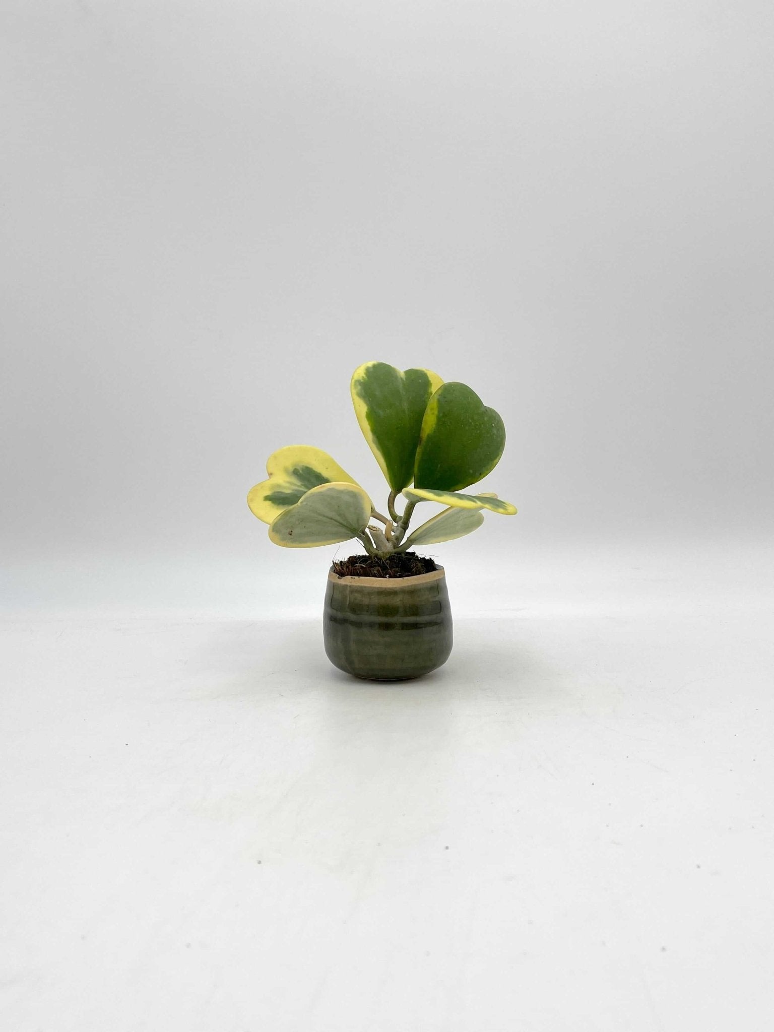 Variegated Hoya Kerrii, Full Plants, Pet Safe Houseplant