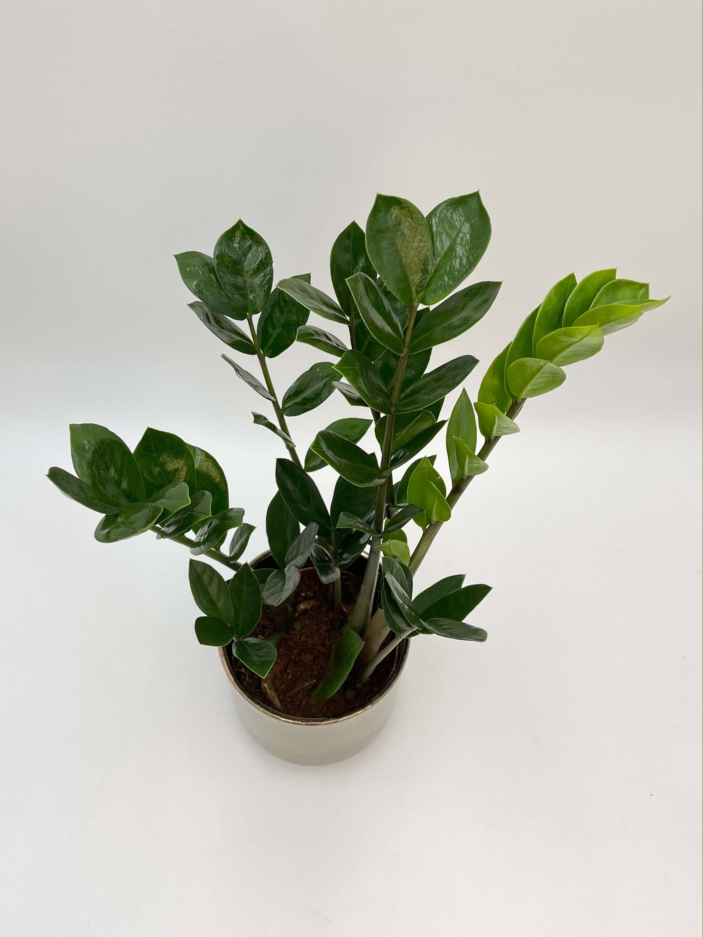 Zamioculcas Zamiifolia, ZZ Plant, Easy Care, Houseplant in Multiple Sizes