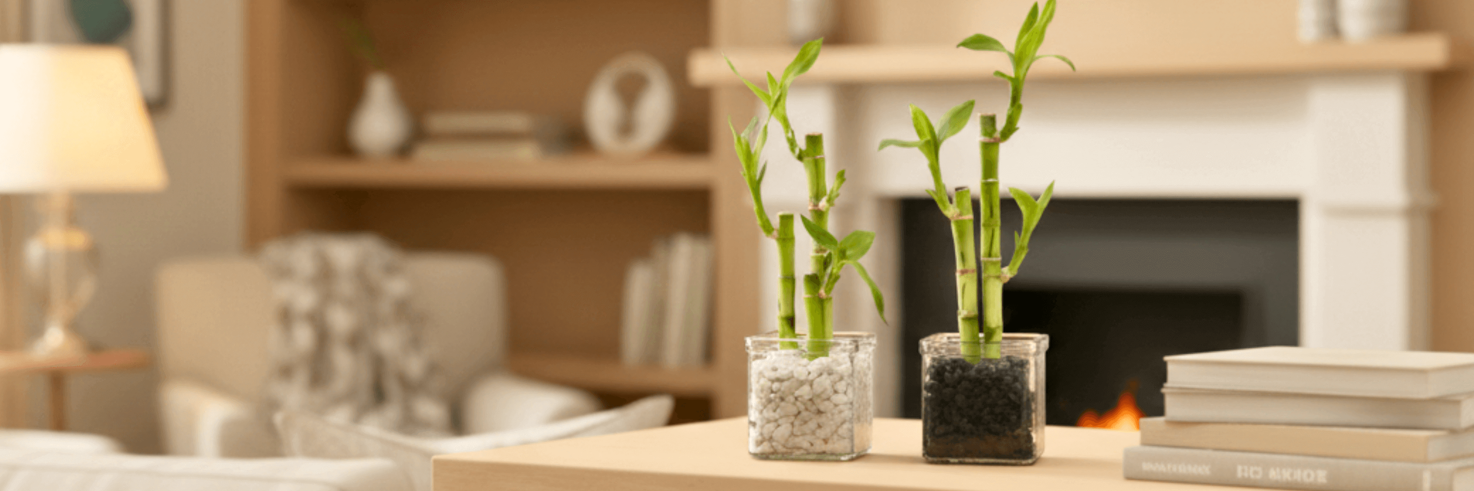 Lucky Bamboo Care Guide: Unlock the Secrets of This Fascinating Plant