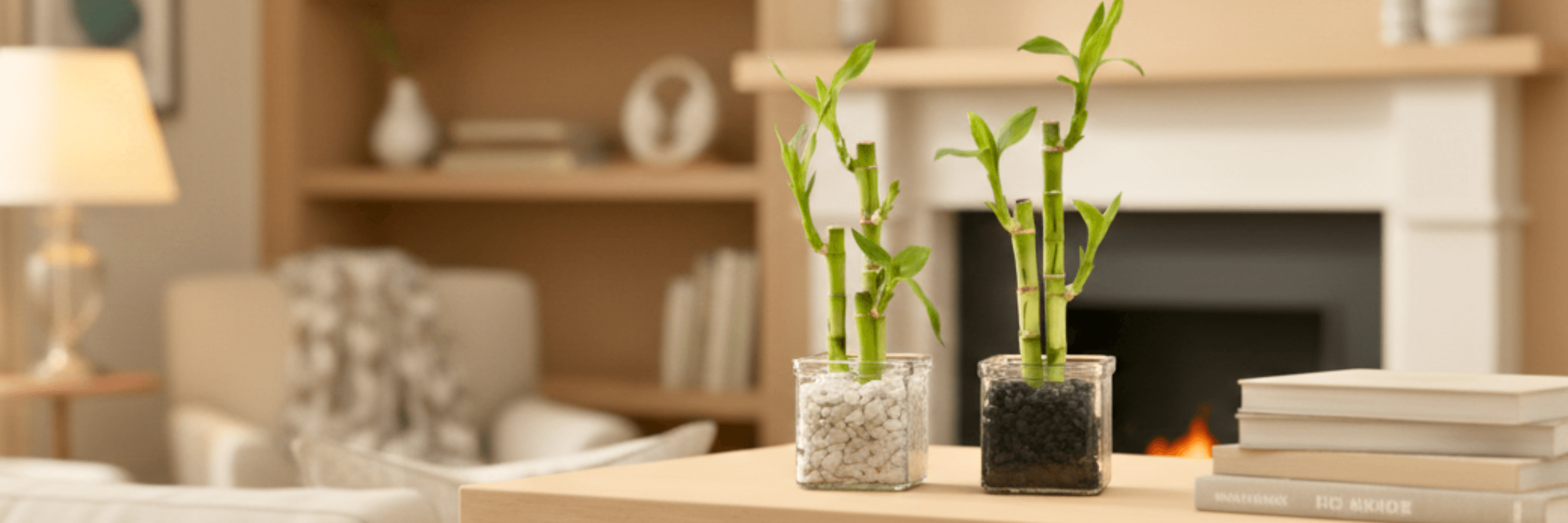 Lucky Bamboo Care Guide: Unlock the Secrets of This Fascinating Plant