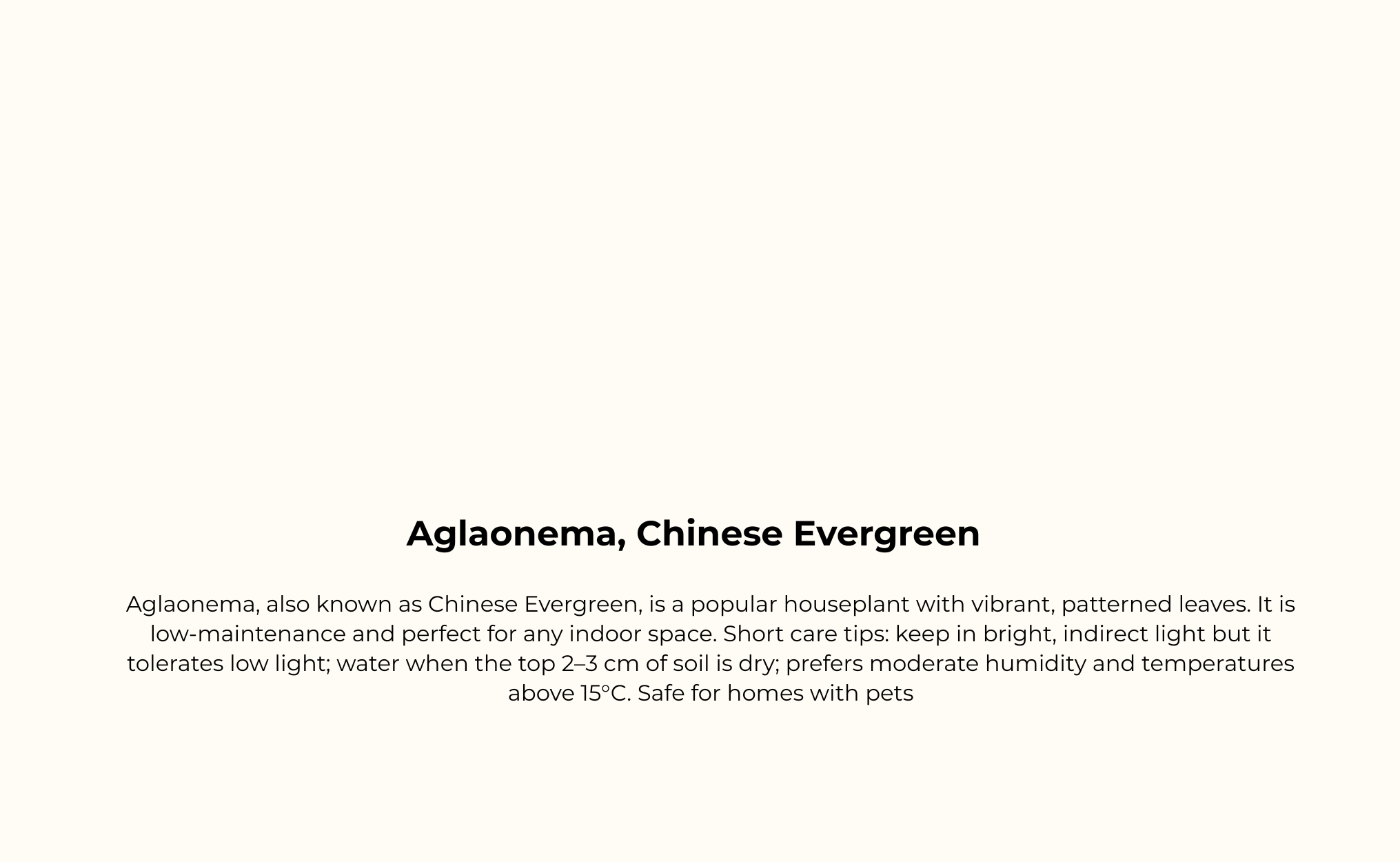 Aglaonema Houseplants