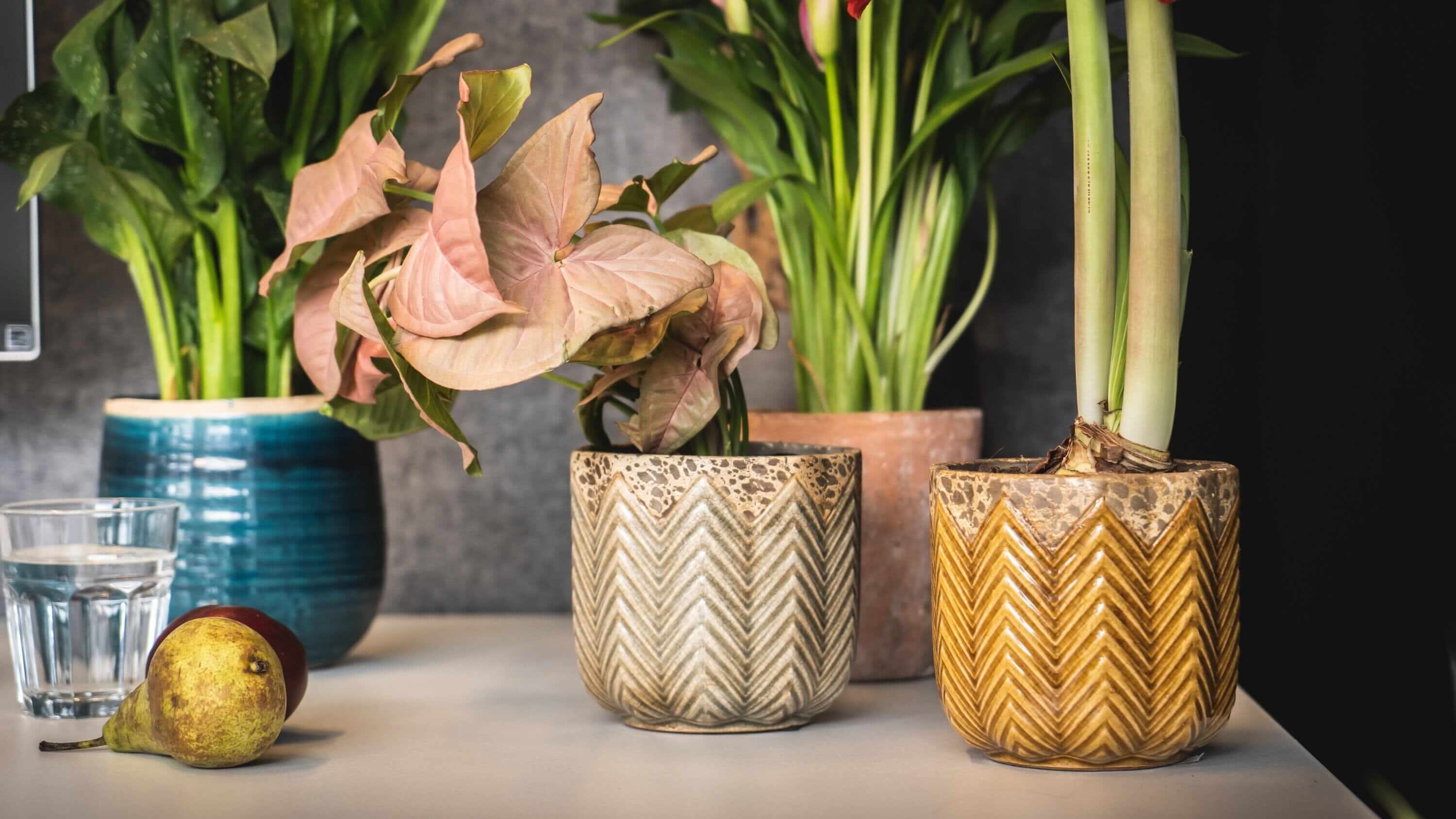 Indoor Plant Pots