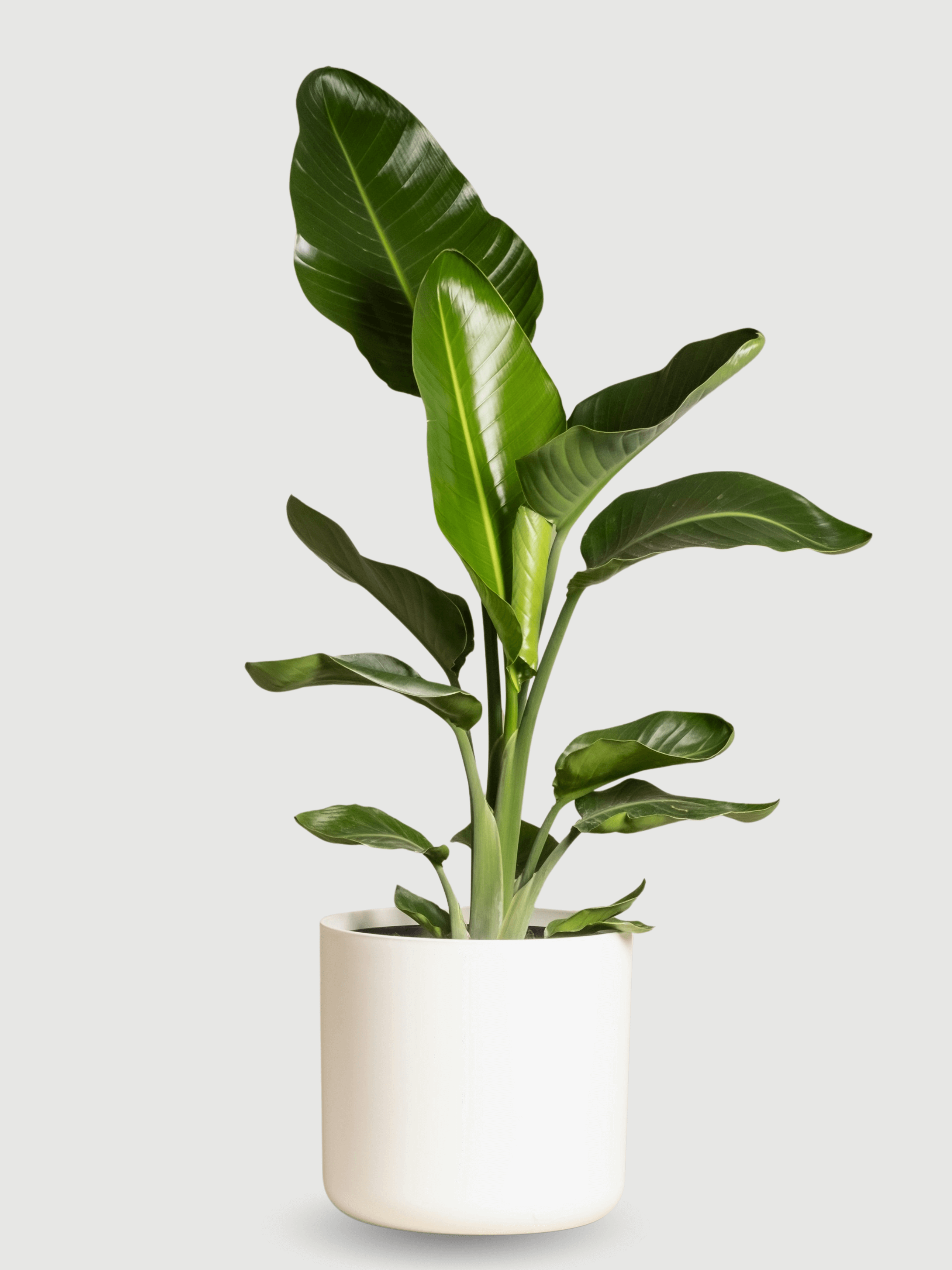 Strelitzia Nicolai, Bird of Paradise, Large Leaf Plant, 120cm
