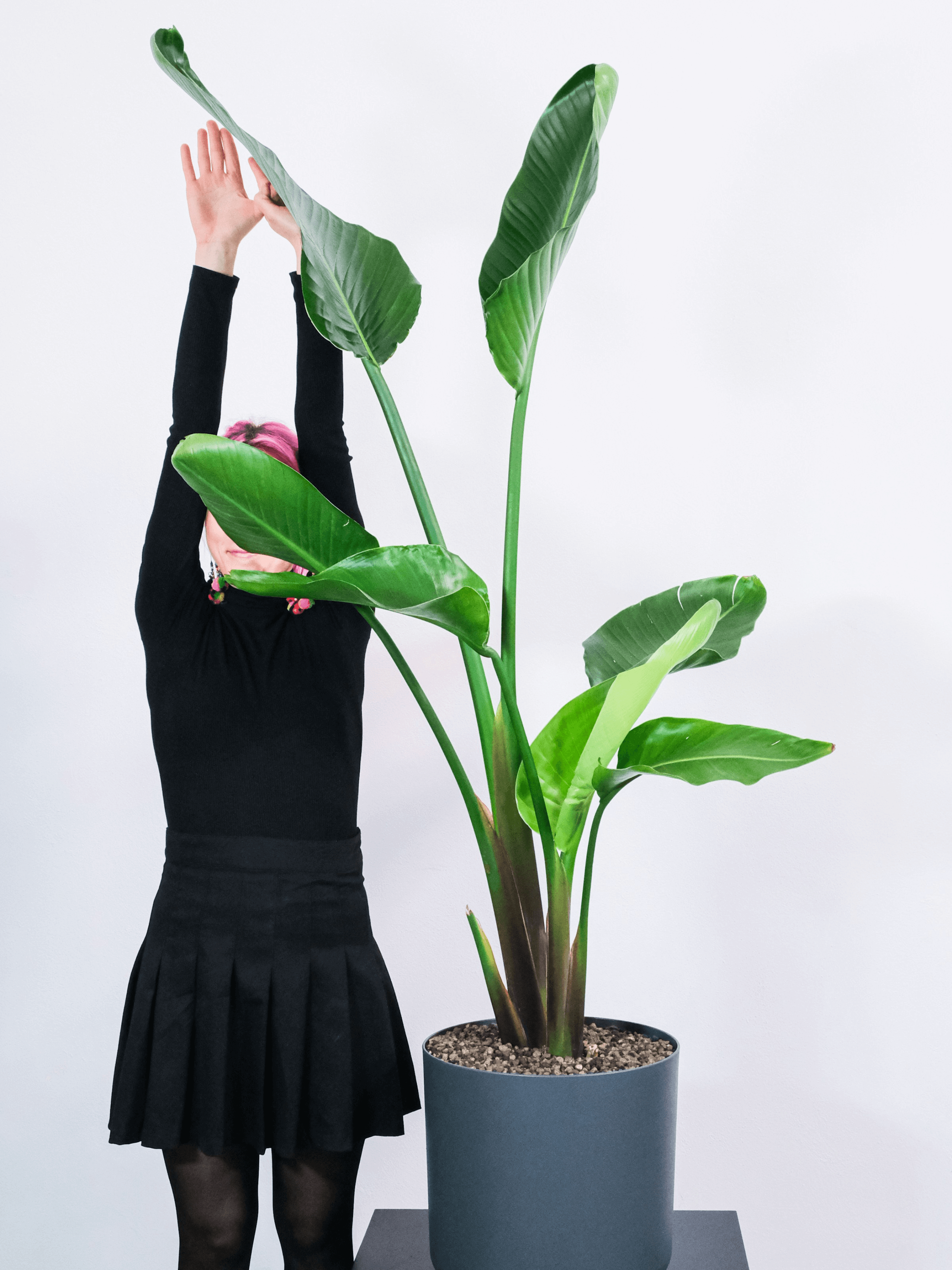 Strelitzia Nicolai, Bird of Paradise, Large Leaf Plant, 120cm