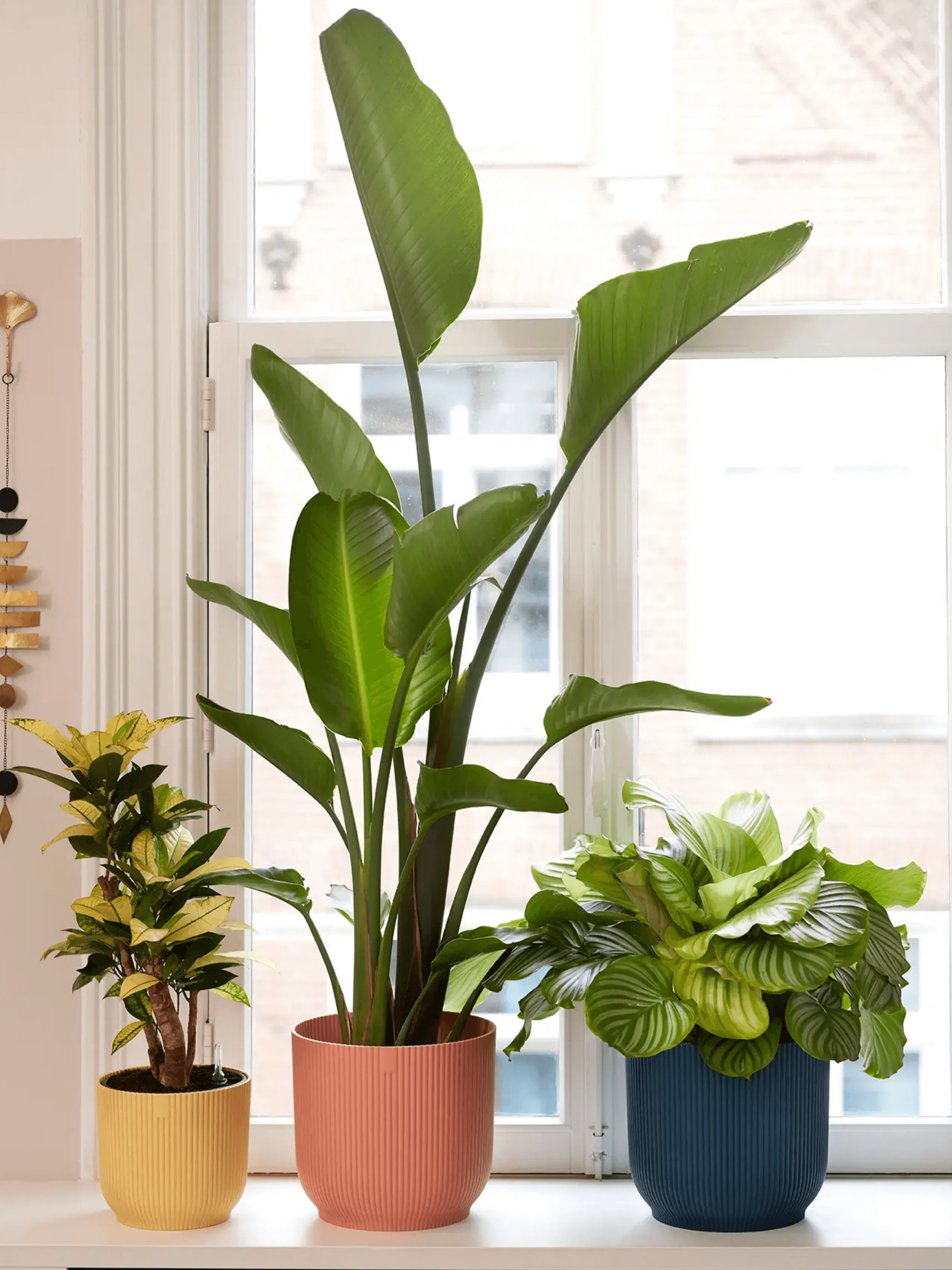 Strelitzia Nicolai, Bird of Paradise, Large Leaf Plant, 120cm