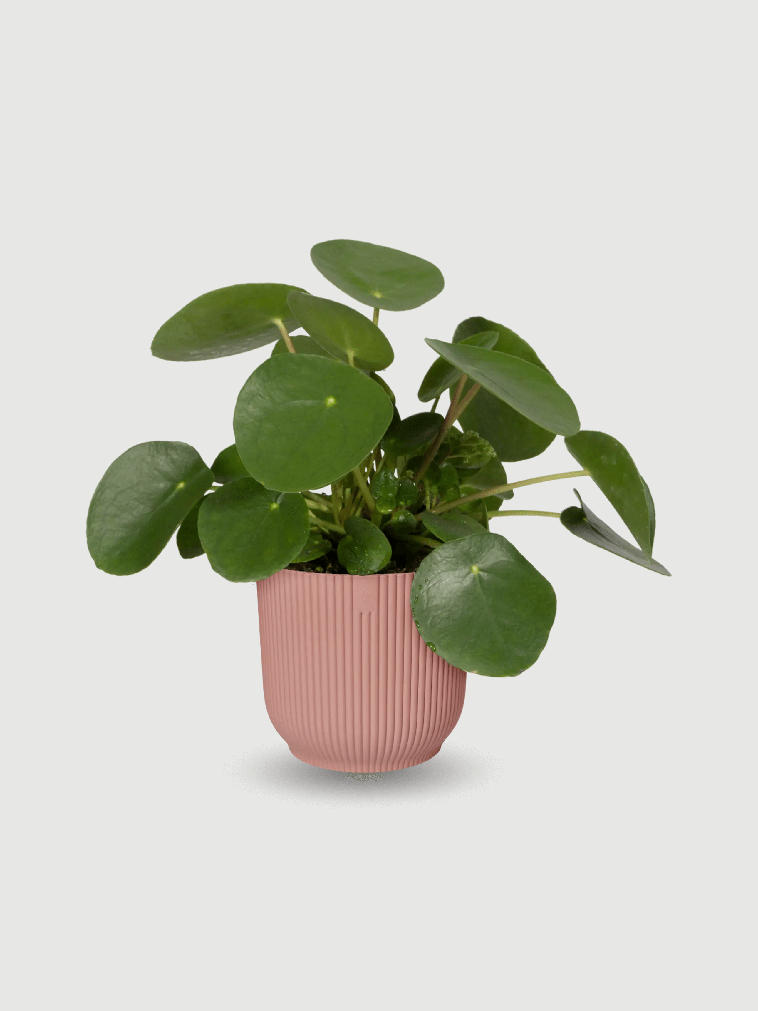 Elho B.For Soft, Pink Plant Pots in Multiple Sizes, Eco-Friendly, Plastic