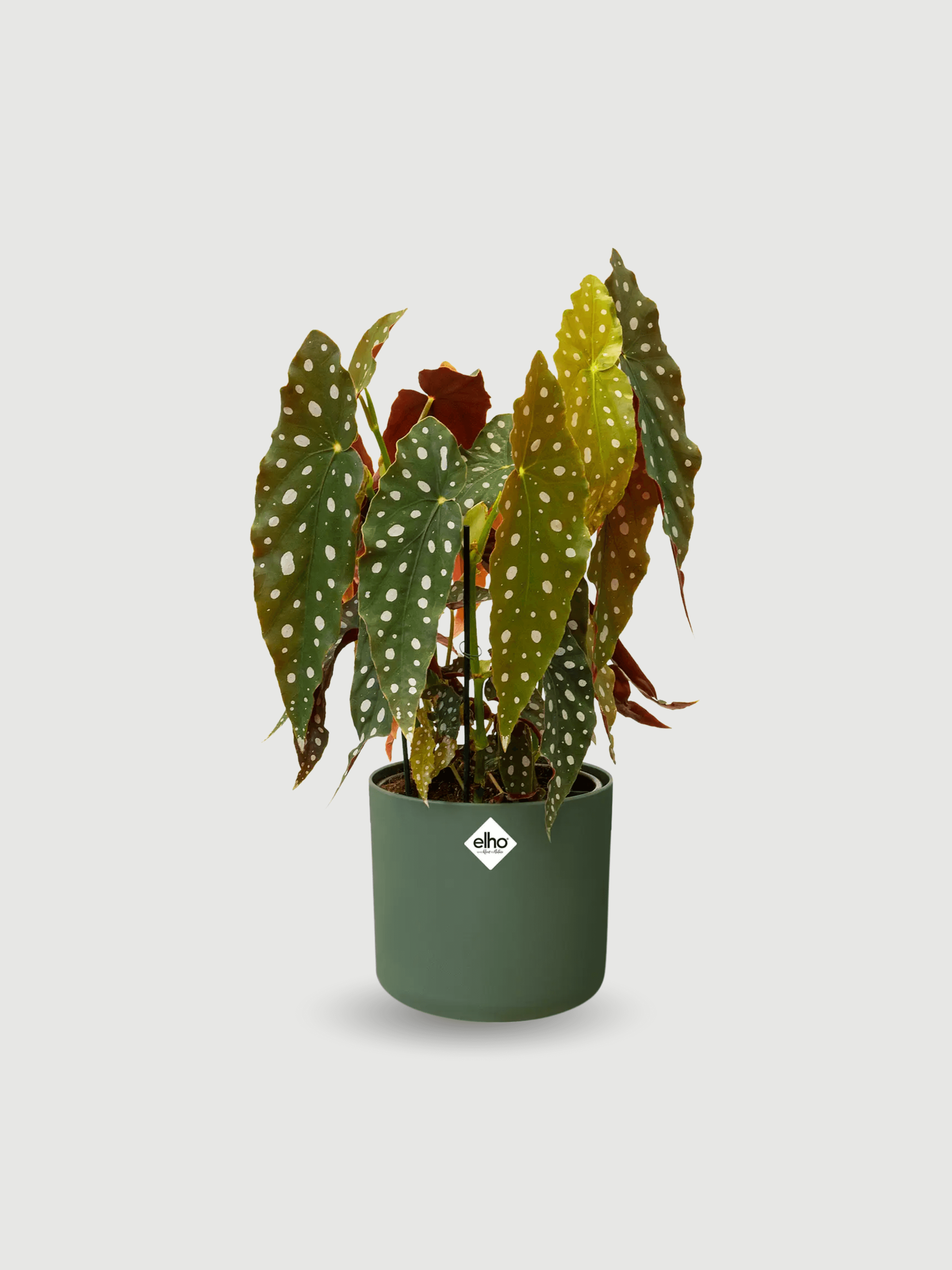 Elho B.For Soft, Leaf Green Plant Pots in Multiple Sizes, Eco-Friendly, Plastic