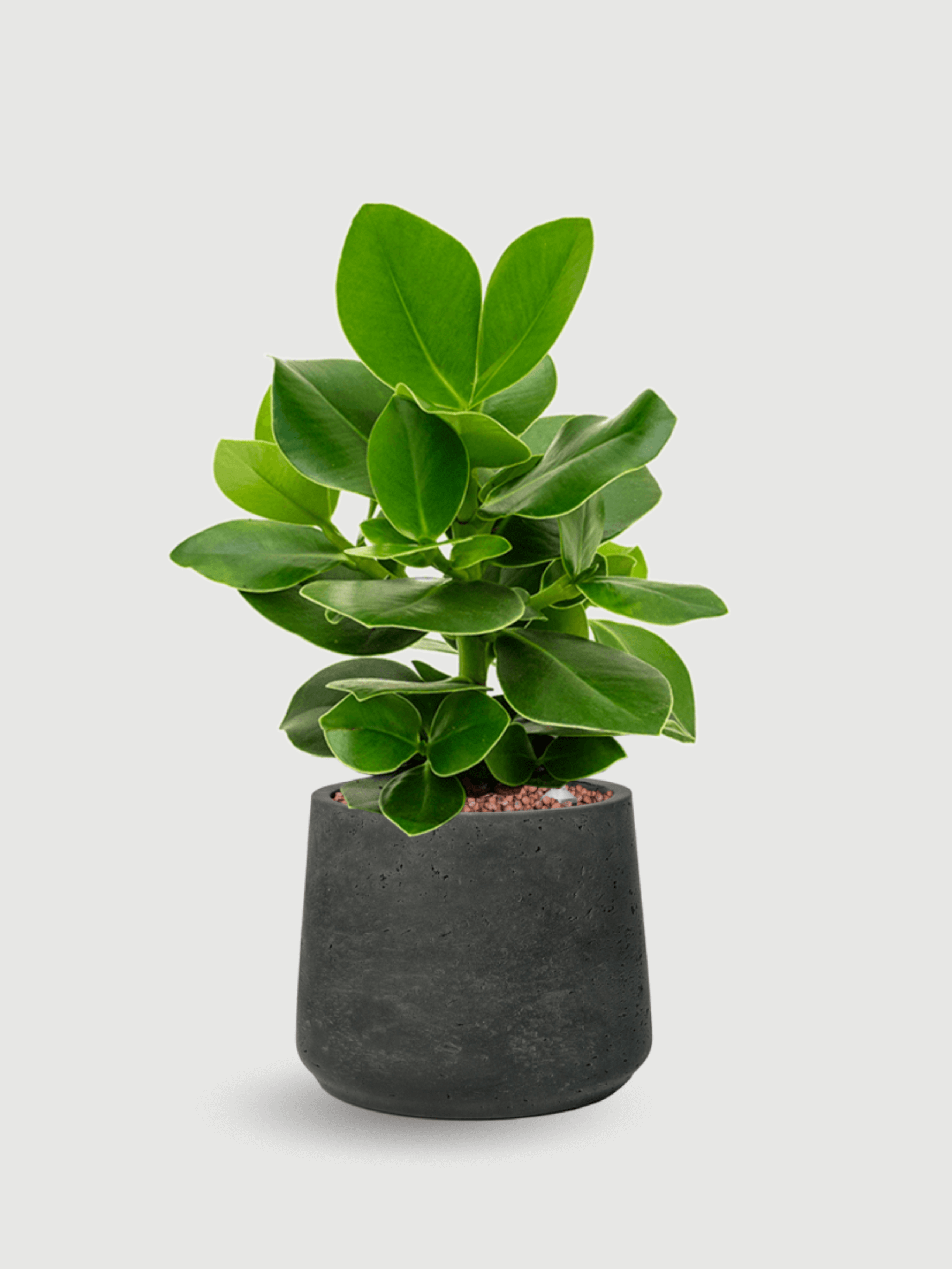 Black Washed Patt Plant Pots, Indoor Outdoor Planters, 17cm–23cm, Modern Ceramic Pot