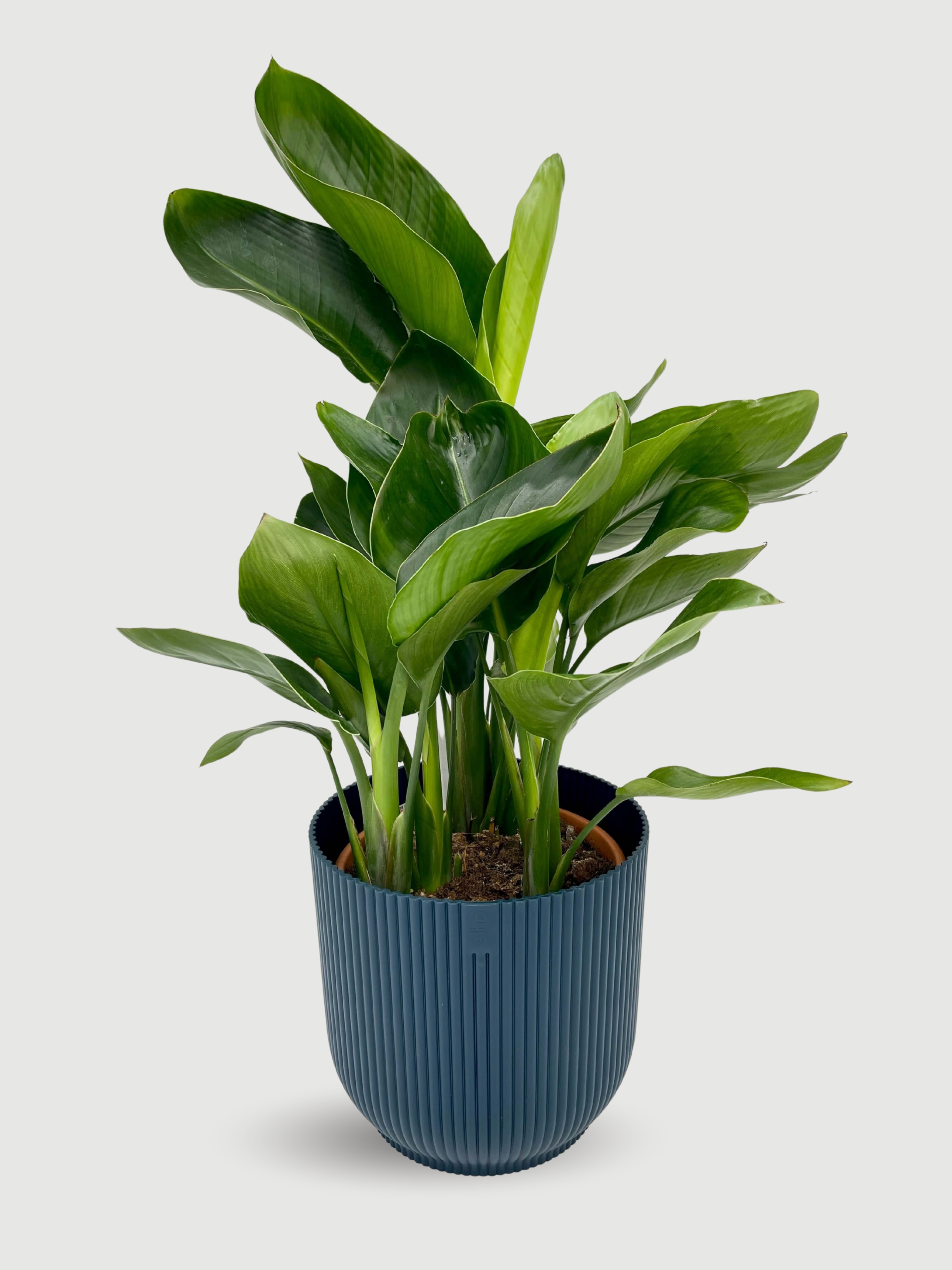 Bird of Paradise Plant Gift, Strelitzia Nicolai in Deep Blue Pot