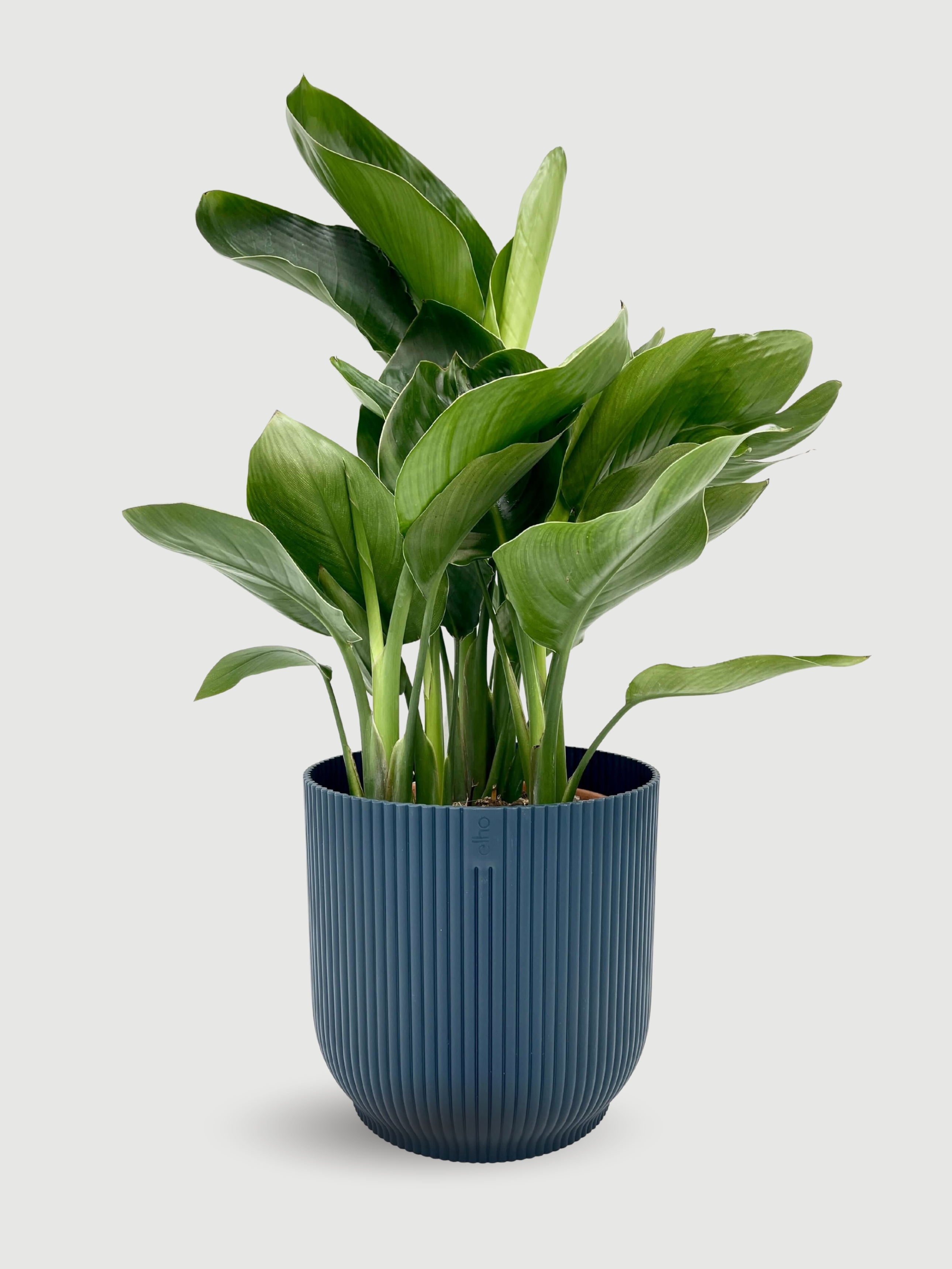 Bird of Paradise Plant Gift, Strelitzia Nicolai in Deep Blue Pot