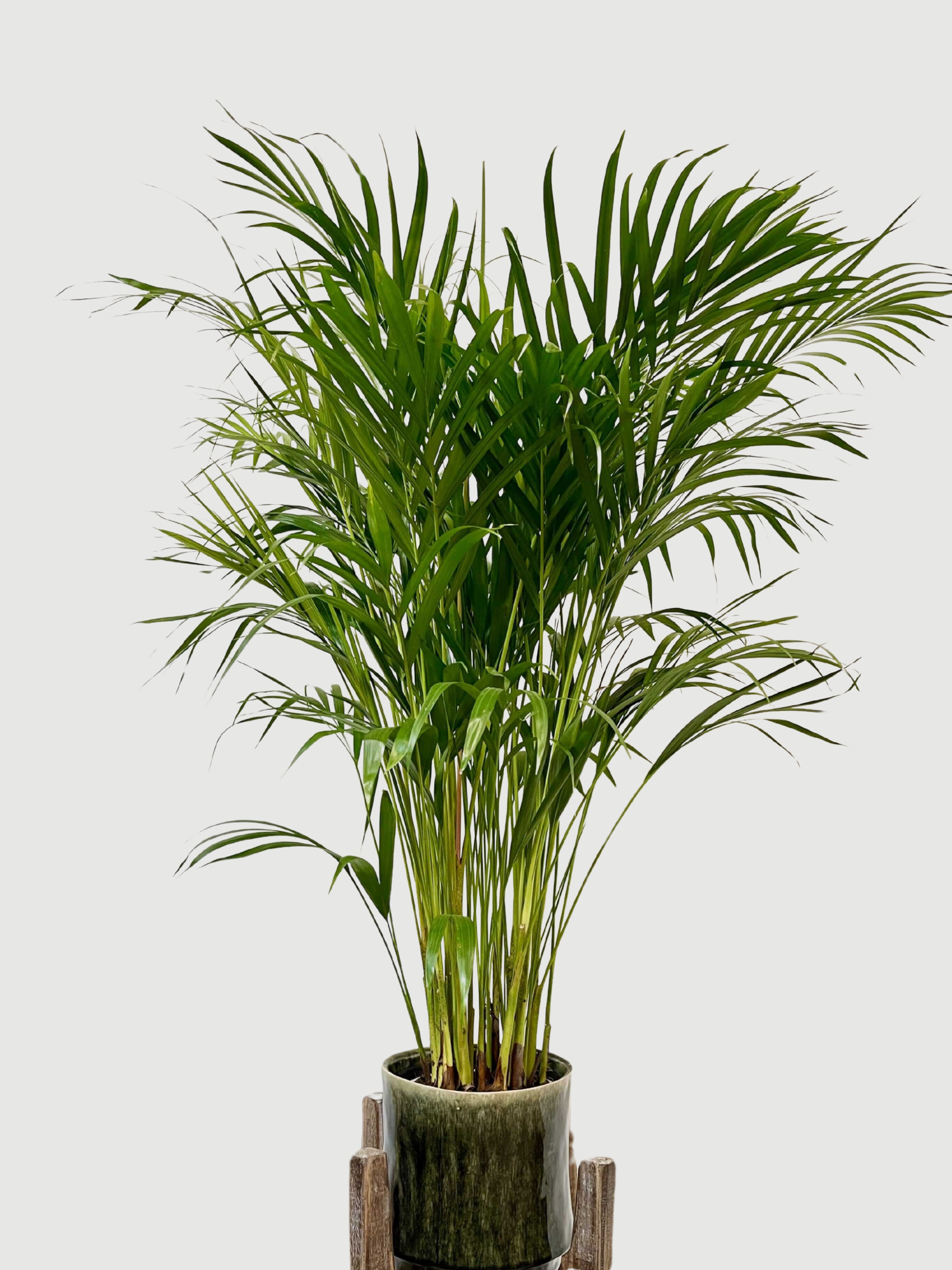 Areca Palm, Dypsis Lutescens, Indoor Butterfly Palm, 110cm, Pet Safe Houseplant