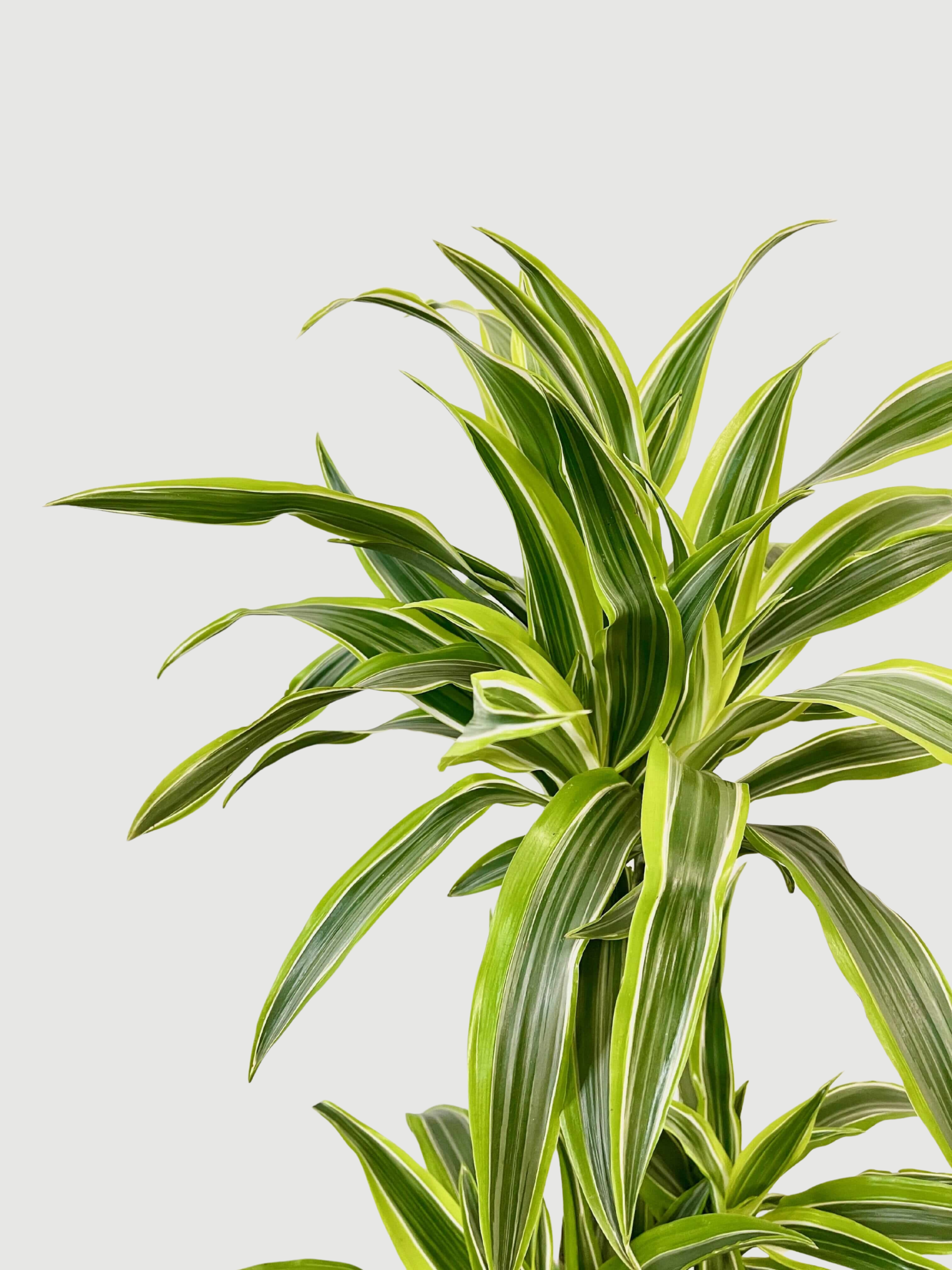 Dracaena Fragrans Lemon Lime, Large Indoor Tree, 80-90cm