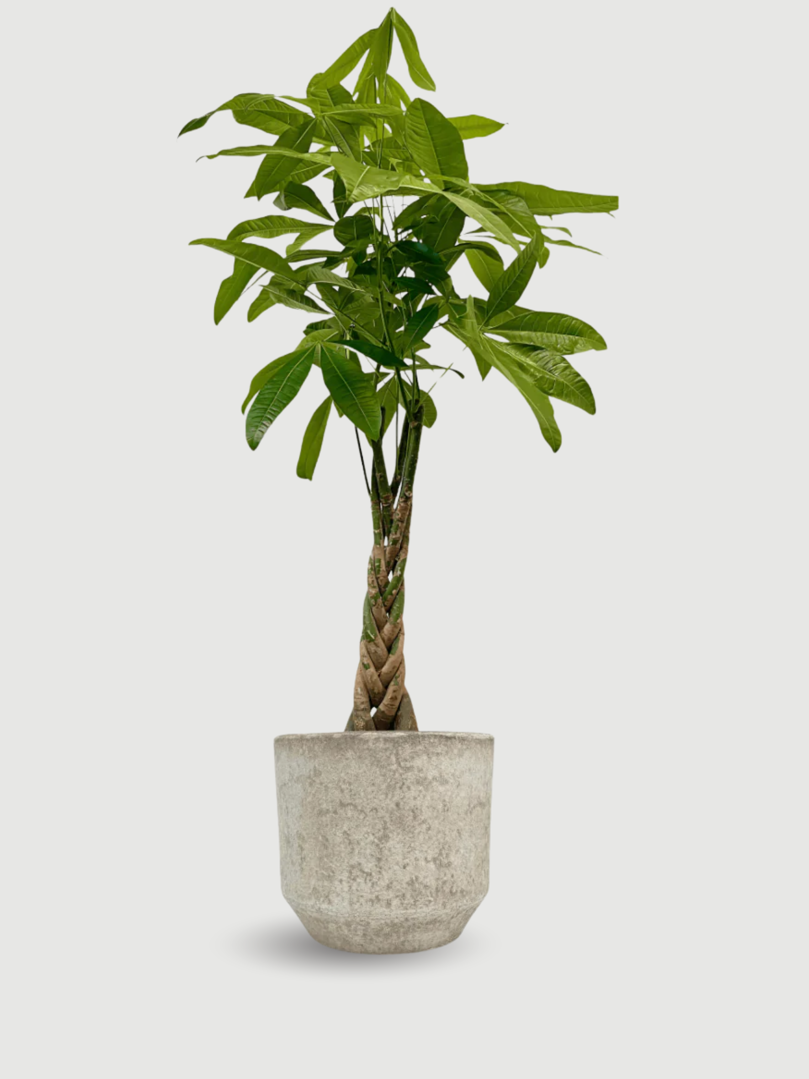 Lars Ceramic Plant Pots, Rustic Beige, Handmade XL, House Plant Pot in Multiple Sizes