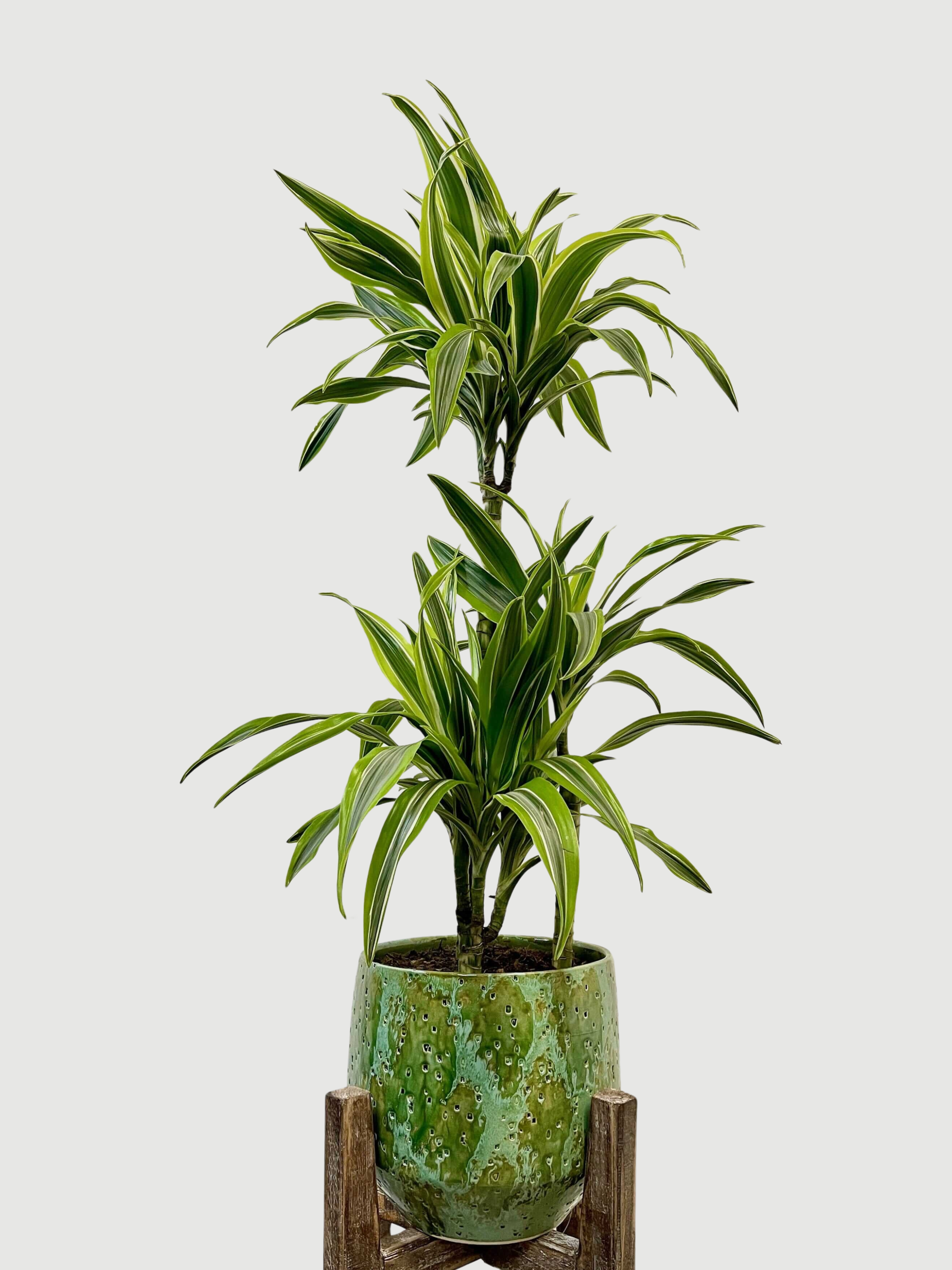 Dracaena Fragrans Lemon Lime, Large Indoor Tree, 80-90cm