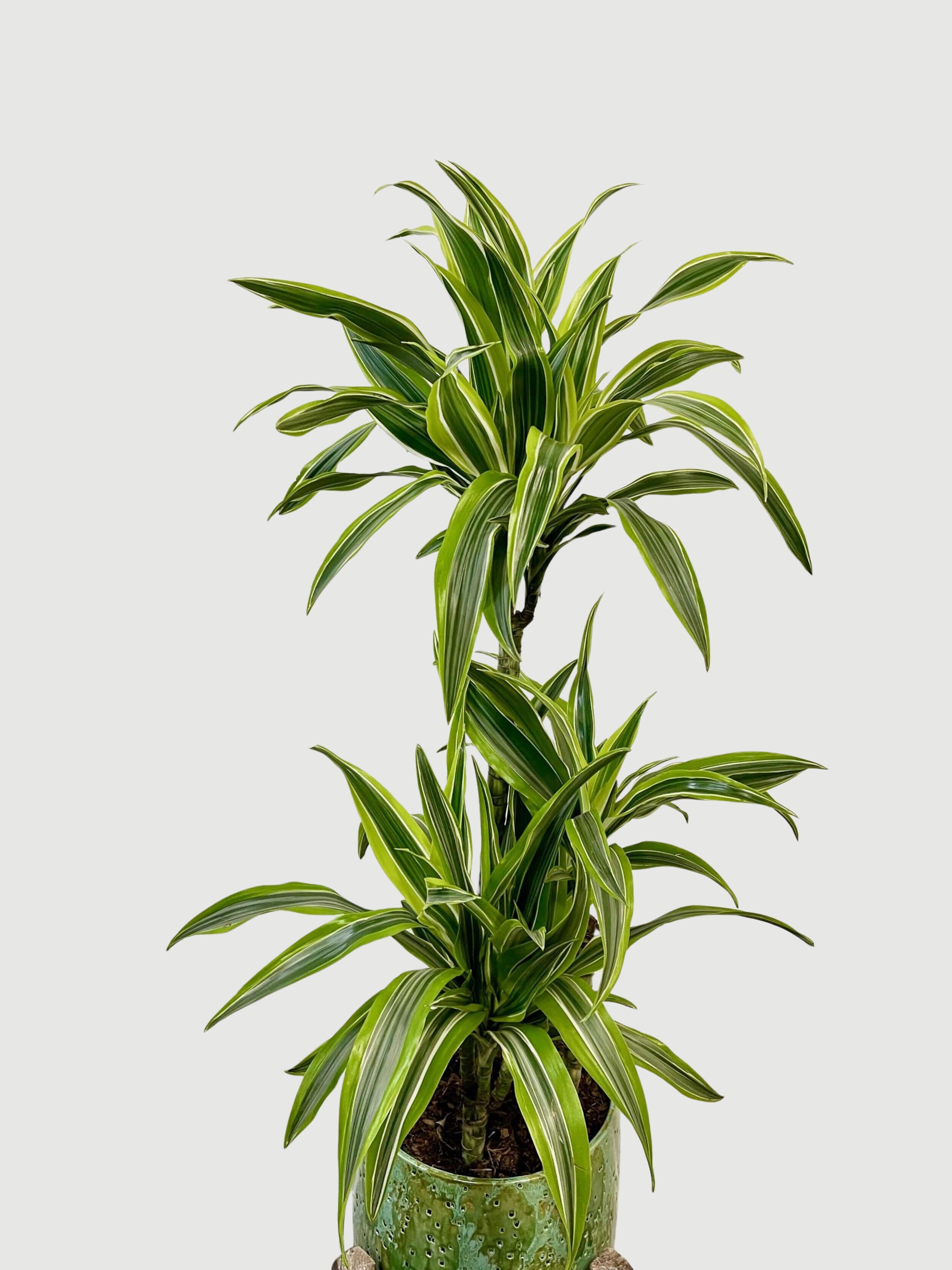 Dracaena Fragrans Lemon Lime, Large Indoor Tree, 80-90cm