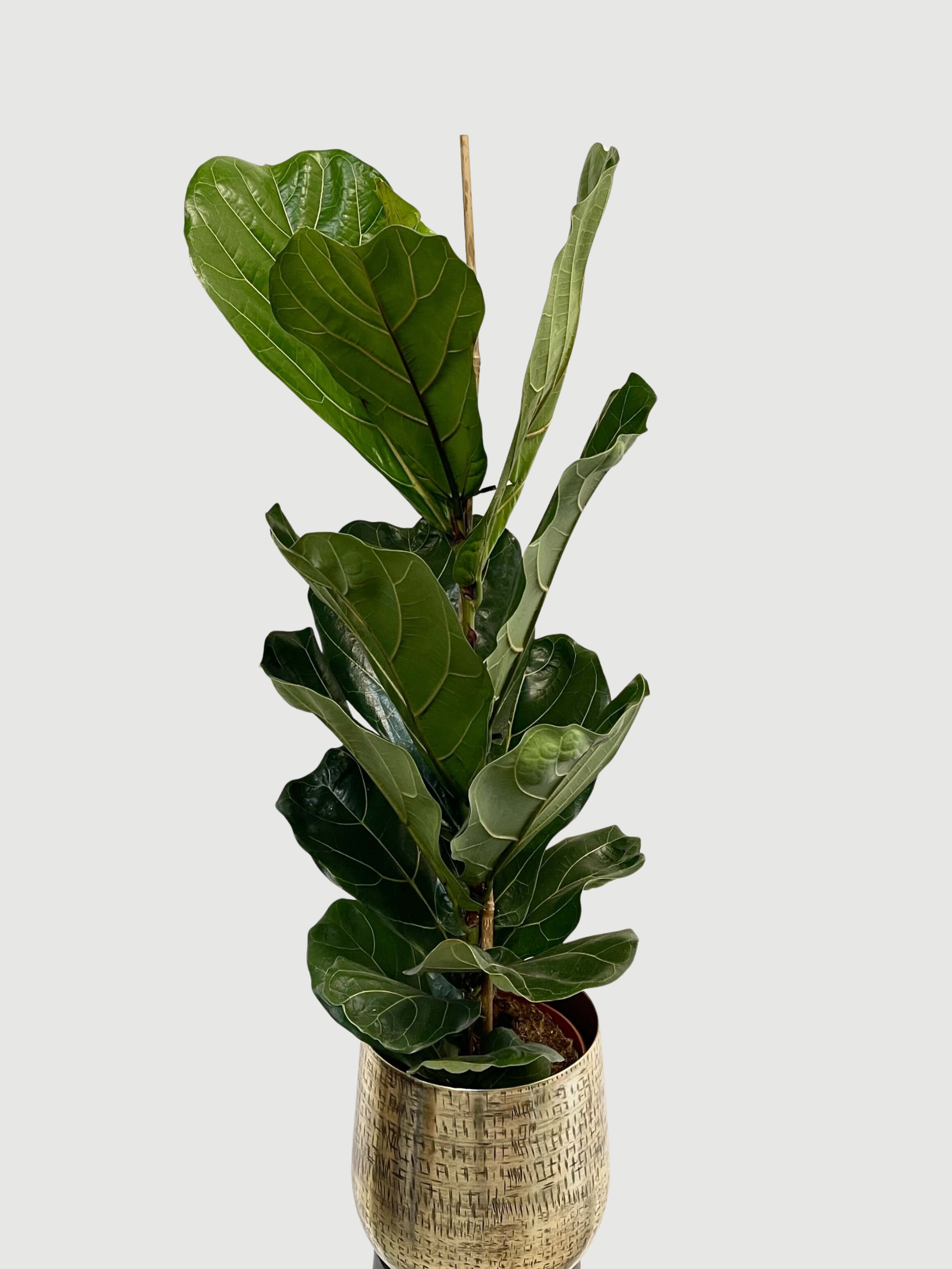 Fiddle-Leaf Fig, Ficus Lyrata, Large Leaf Indoor Tree in Multiple Sizes