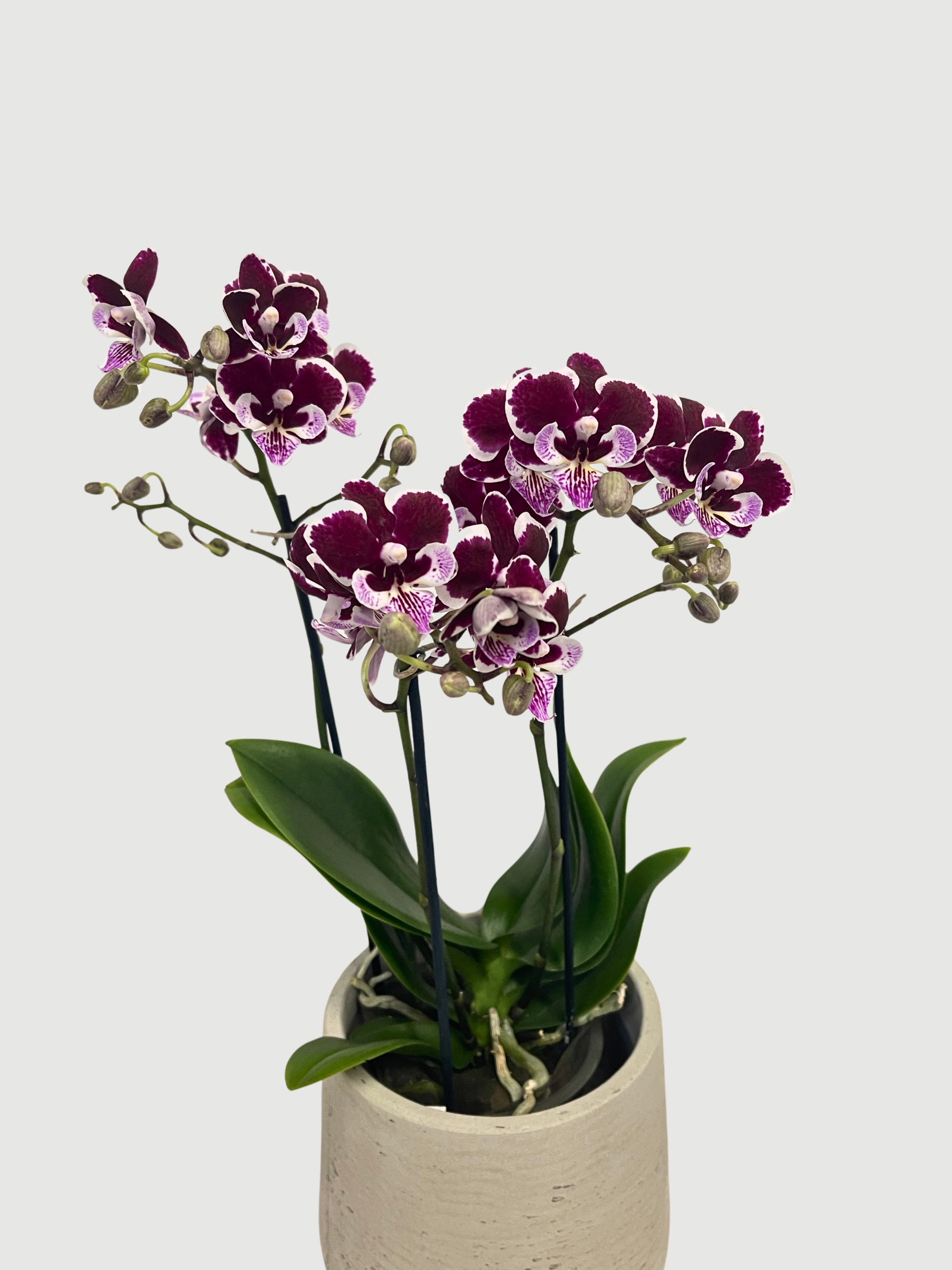 Phalaenopsis Manta Vuro Orchid | Royal Purple Big-Lip Orchid, 40-45cm