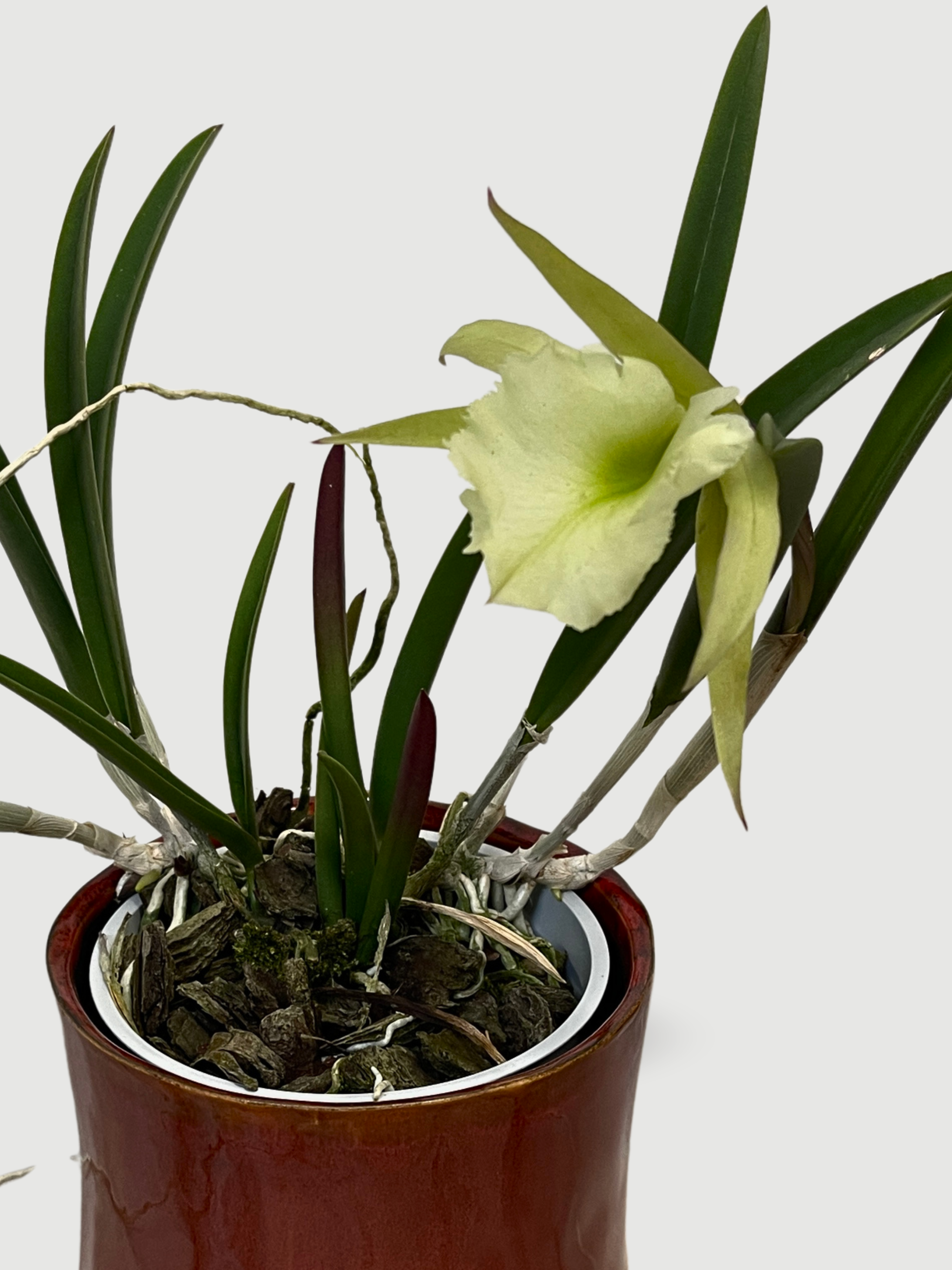 Brassavola 'Lady of the Night' Orchid, Rare Find