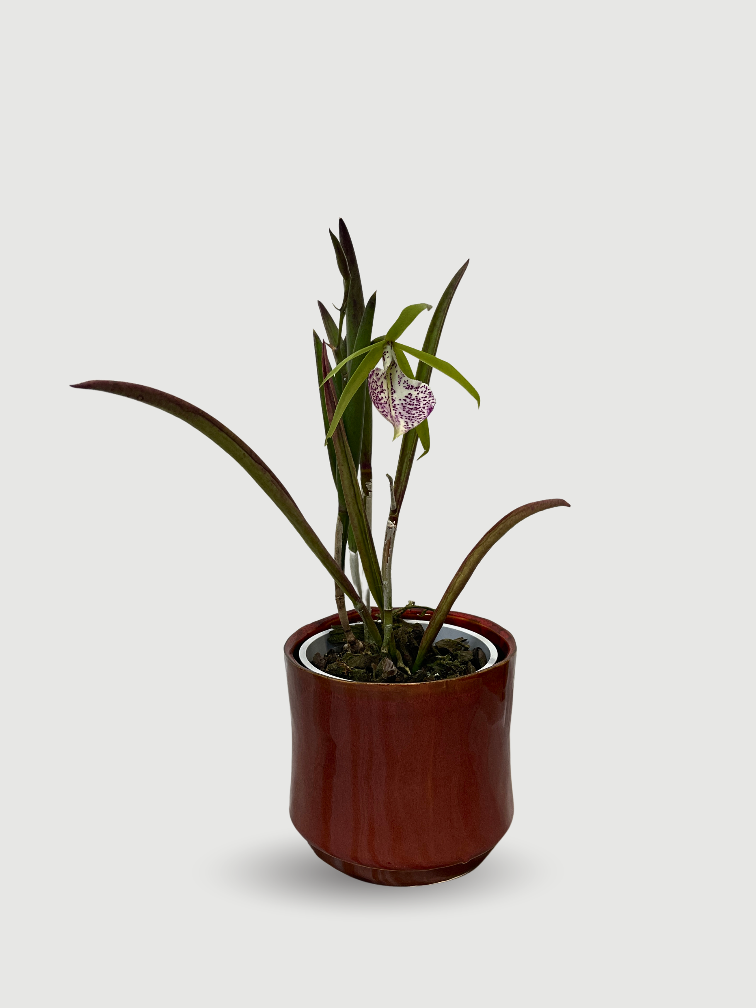 Brassavola 'Lady of the Night' Orchid, Rare Find
