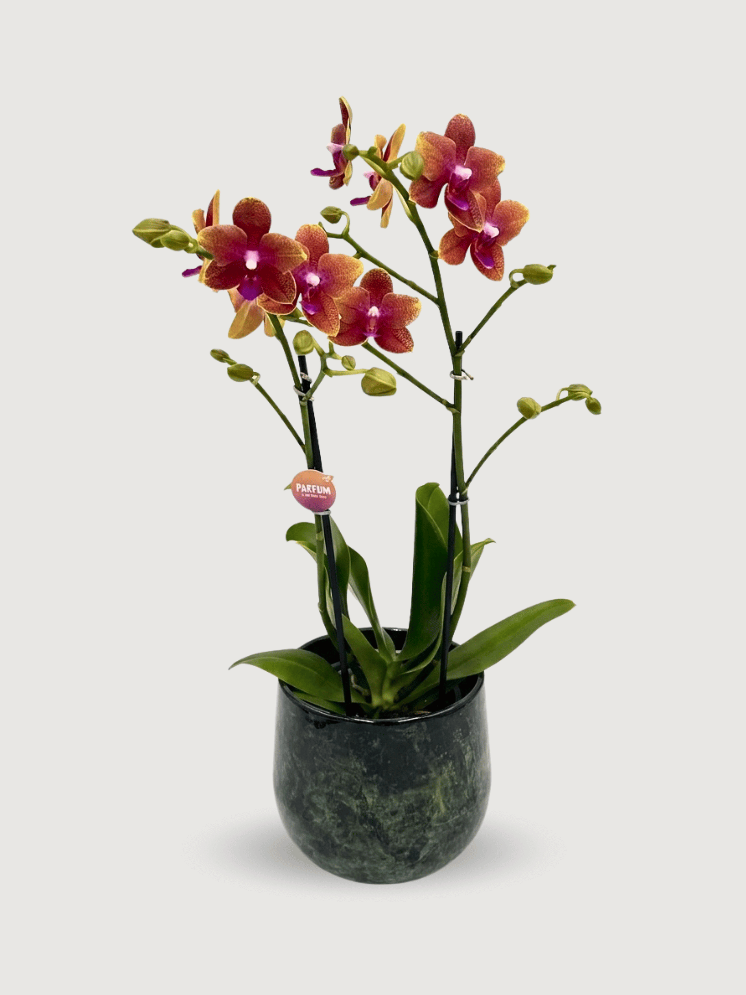 Fragrant Bolgheri Phalaenopsis Orchid in Green Metal Pot, Plant & Pot Bundle
