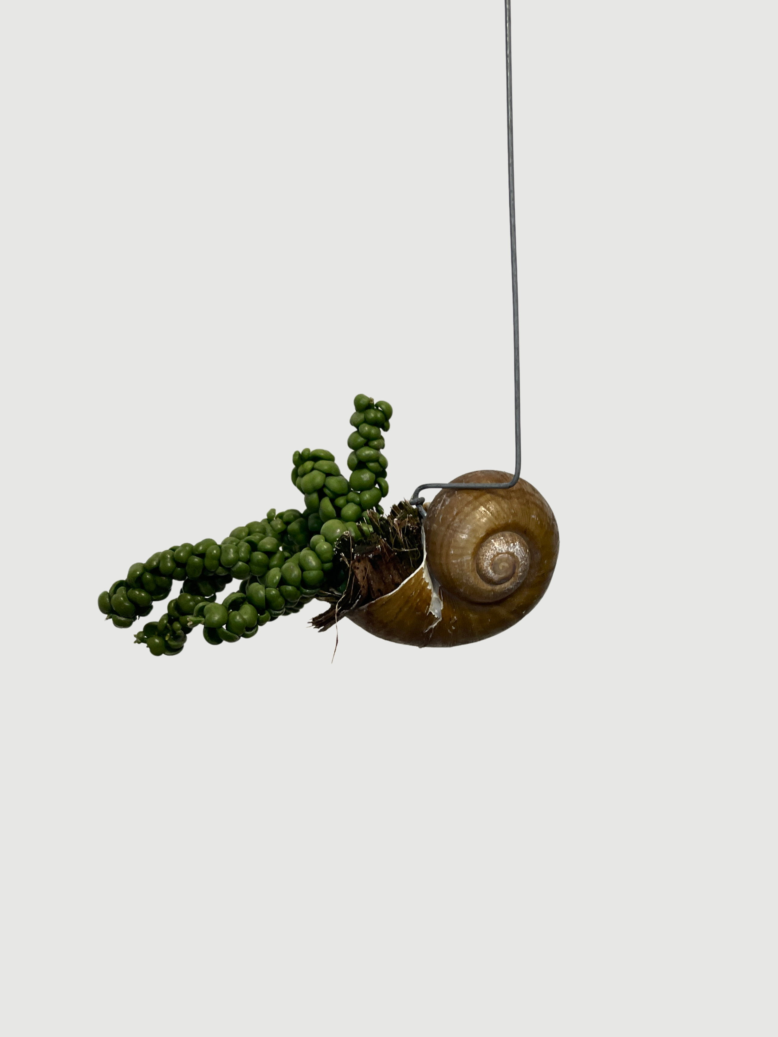 Dischidia Pangolin Kisses in Snaily's Shell | Rare Hanging Plant UK