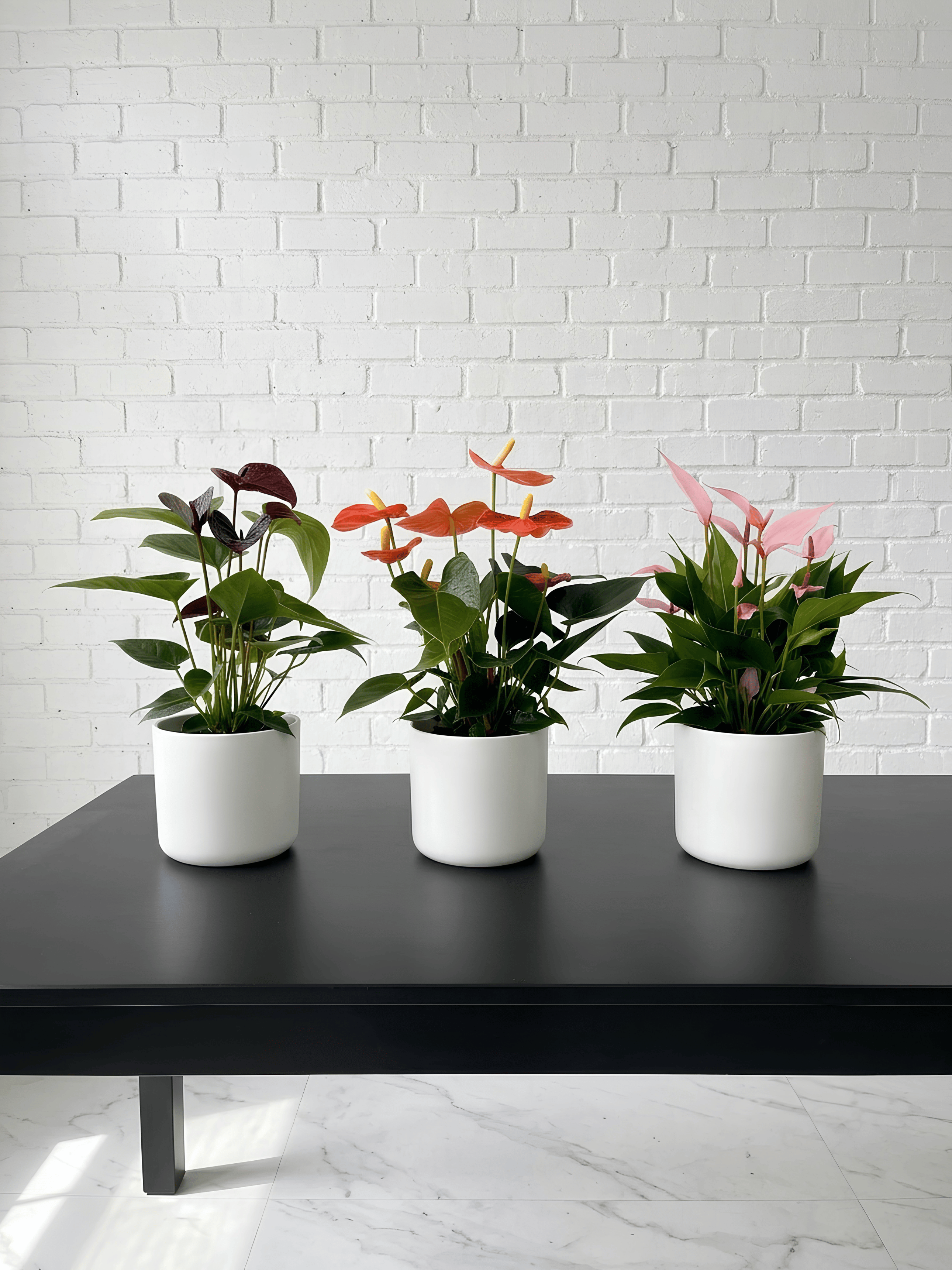 Anthurium Flowering Bundle (Set of 3) | Black, Orange & Pink Anthurium Plants, Plant & Pot Bundle