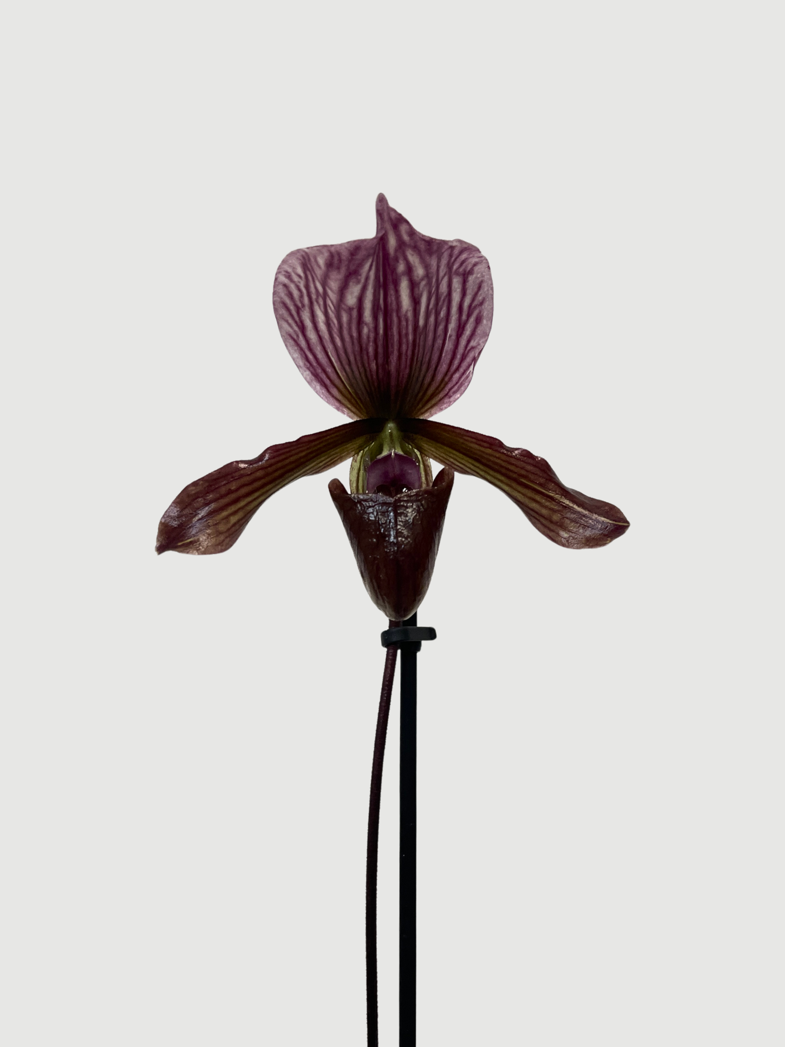 Paphiopedilum Hybrid - Maudiae Black Jack - Slipper Orchid