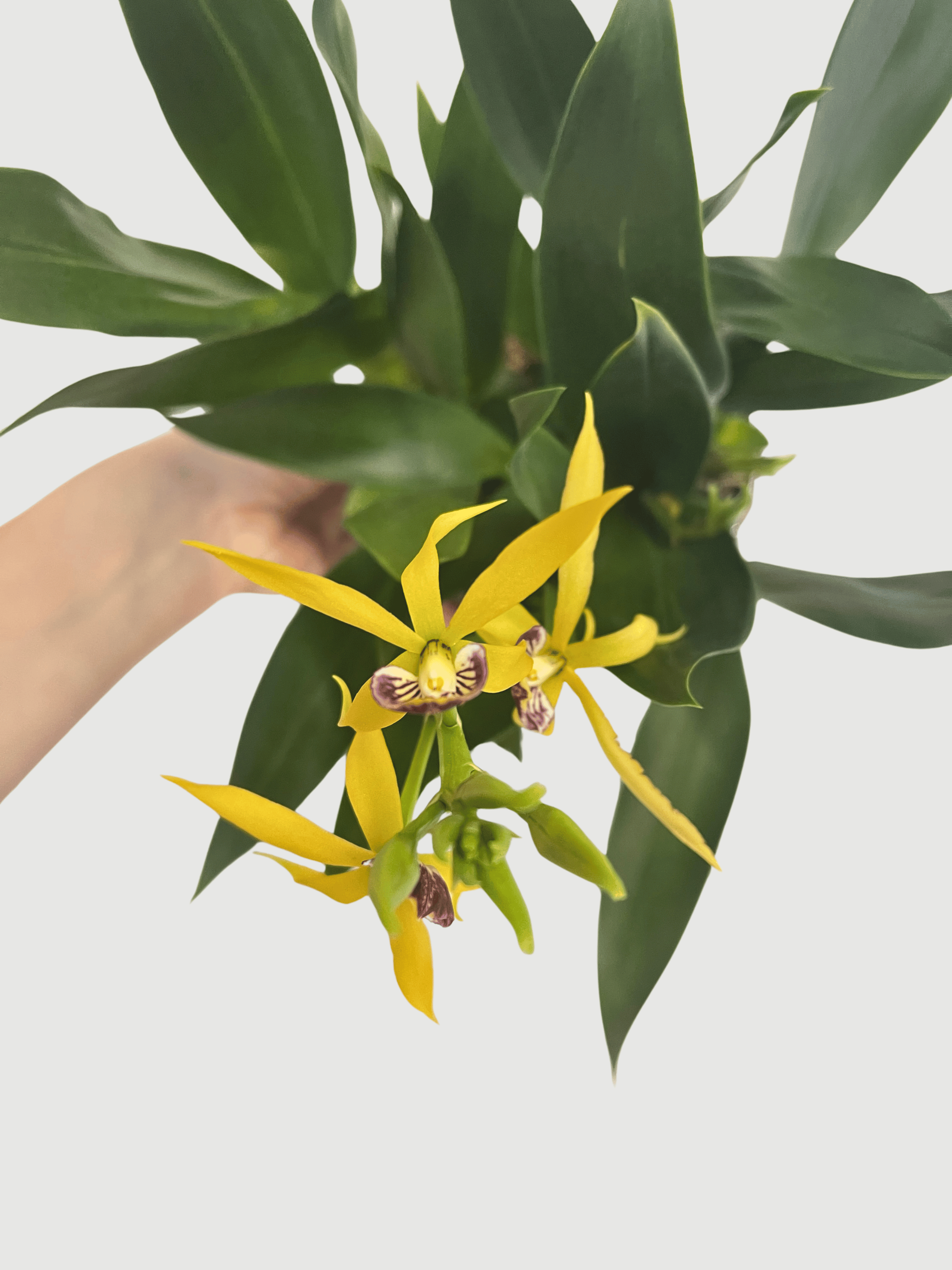 Encyclia Cochleata Orchid | Rare