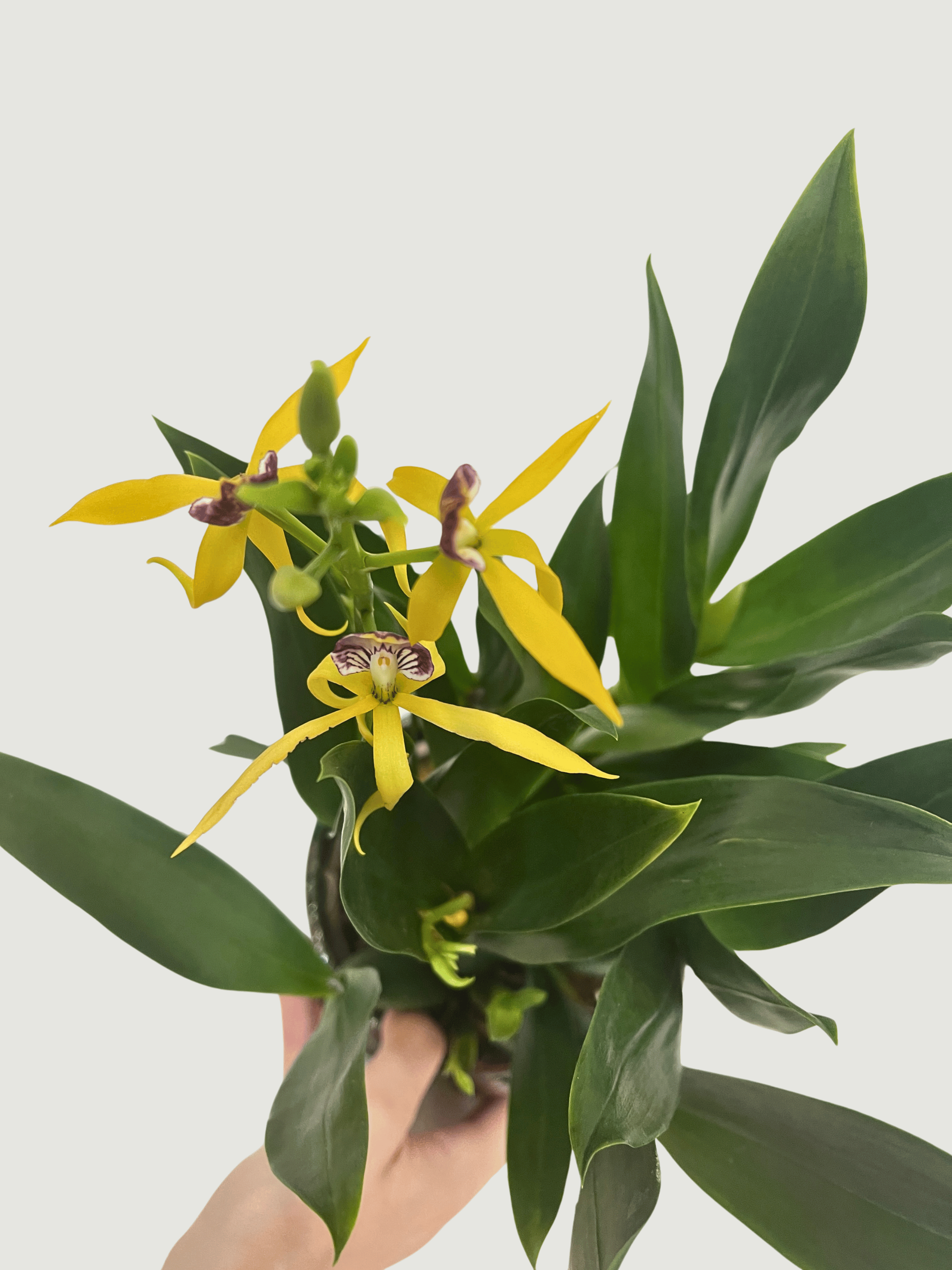Encyclia Cochleata Orchid | Rare