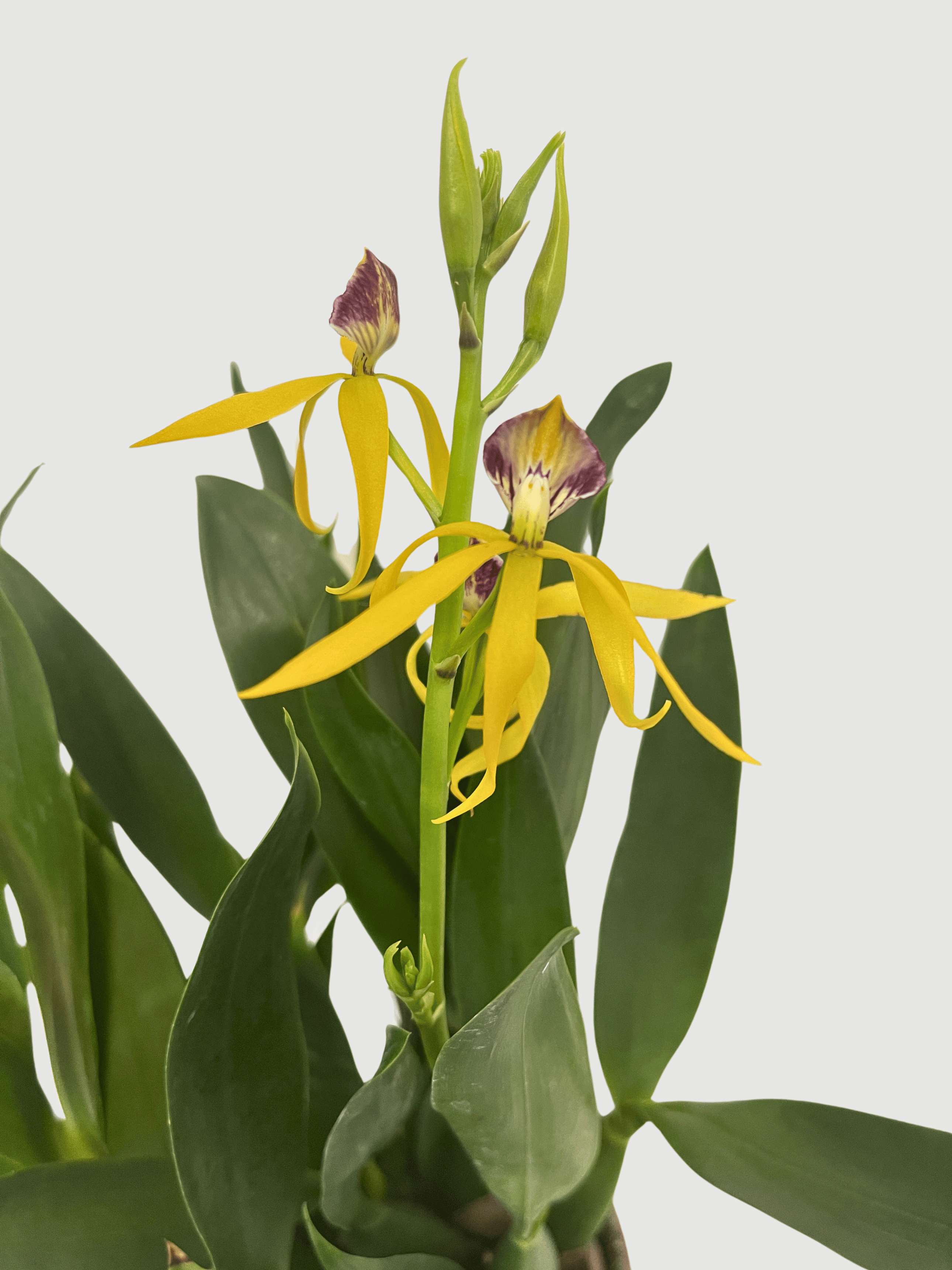 Encyclia Cochleata Orchid | Rare