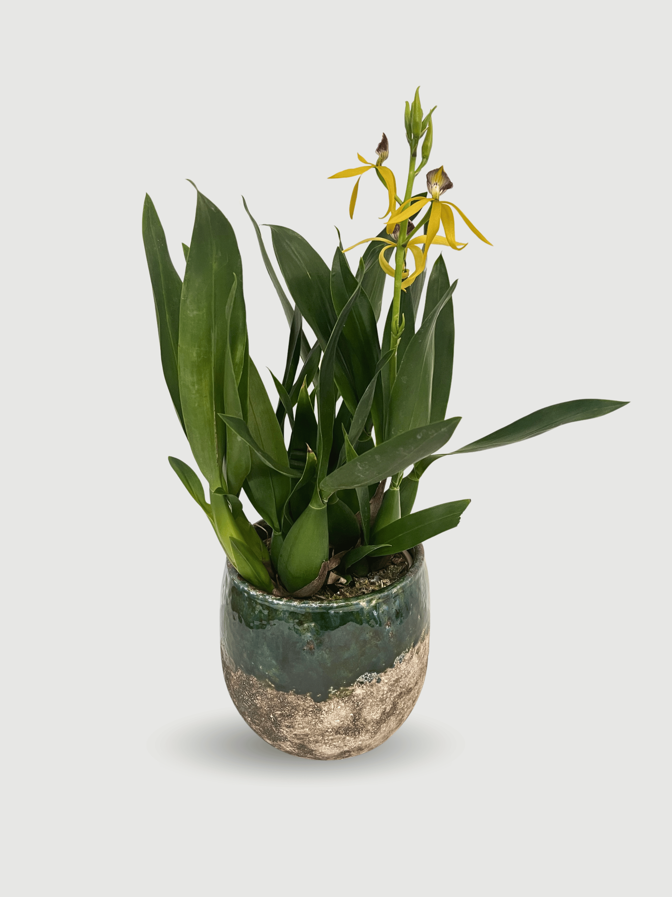 Encyclia Cochleata Orchid | Rare