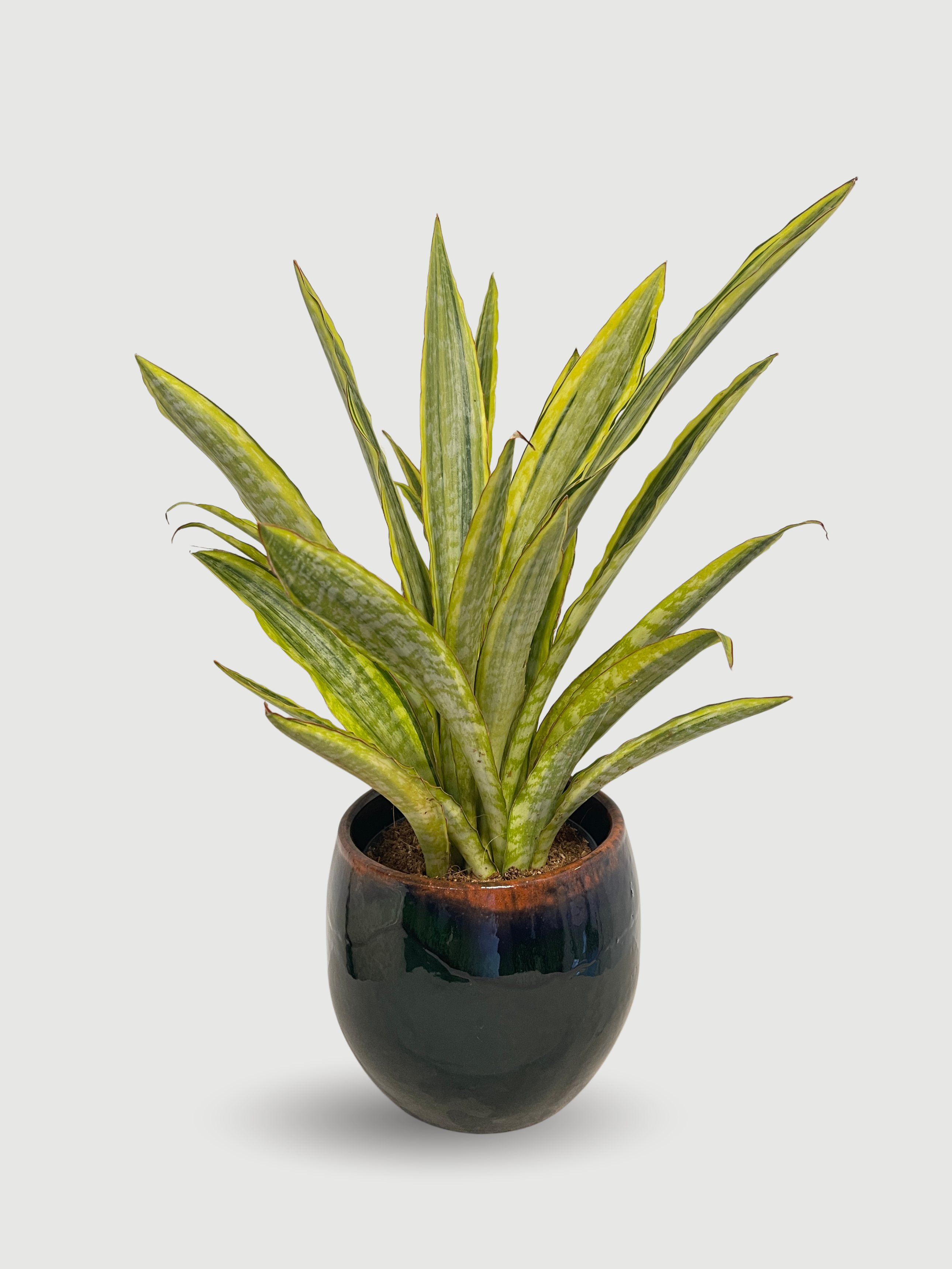 Sansevieria Aubrytiana 'Lauren' (40-45cm) | Variegated Snake Plant – Rebel Plants