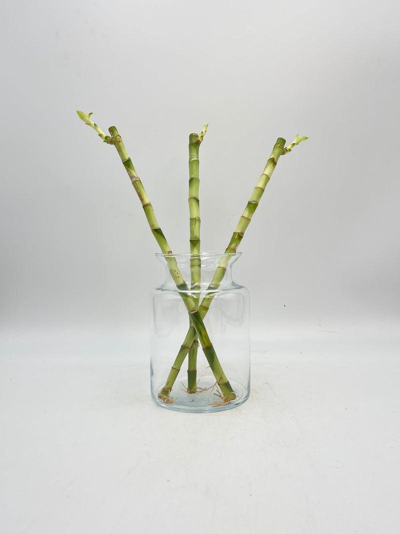 3 x Straight Lucky Bamboo, 40cm