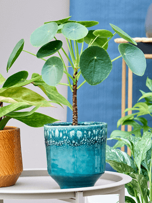 Handmade Otis Plant Pot, D16cm, Petrol Blue