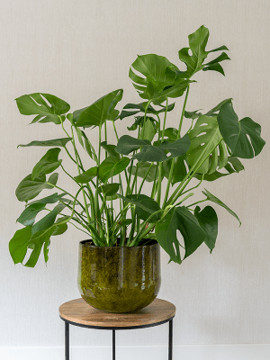 Green Plant Pot - Emmie Metal Pot - Yellow
