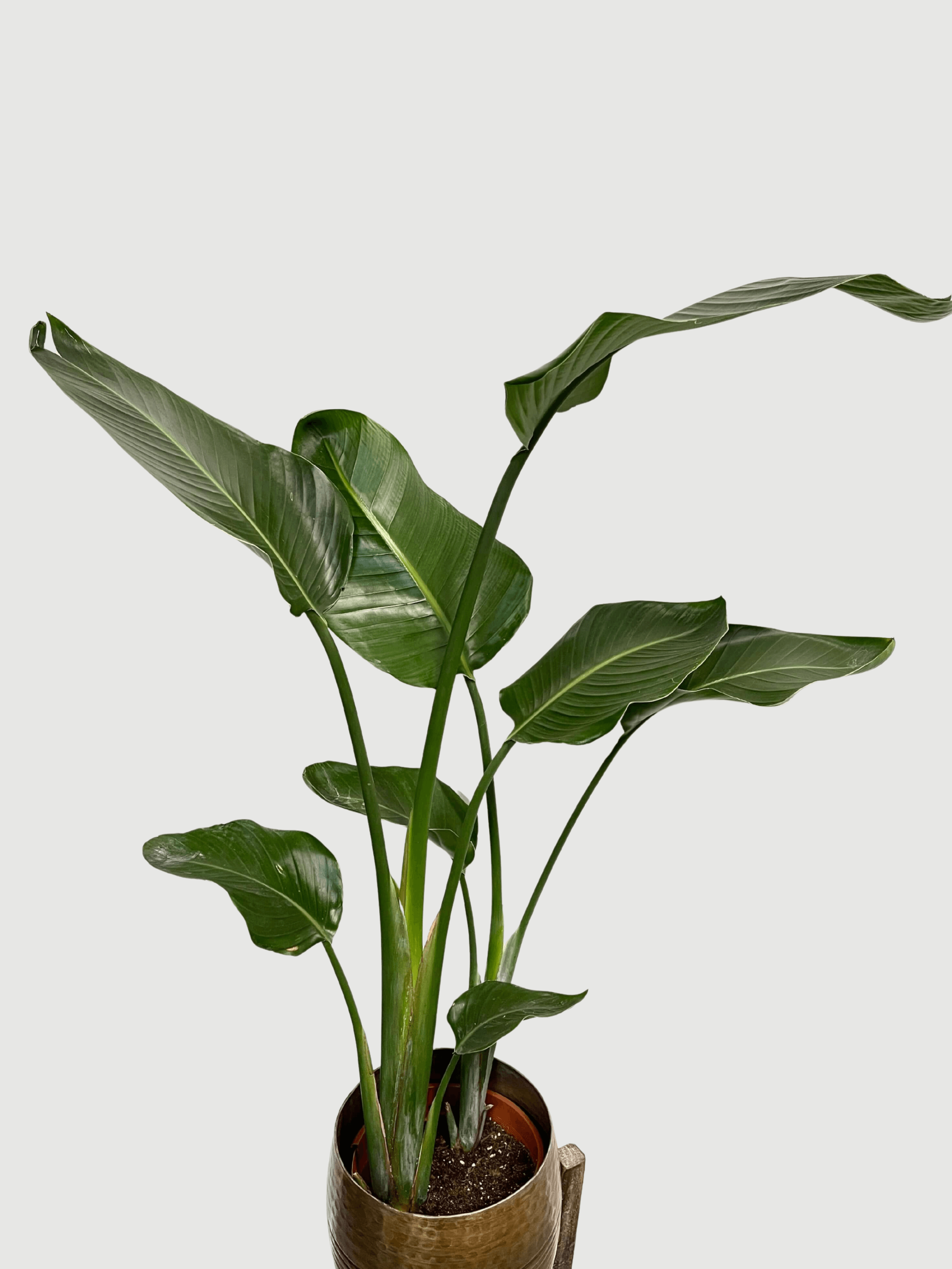 Strelitzia Nicolai, Bird of Paradise, Large Leaf Plant, 120cm