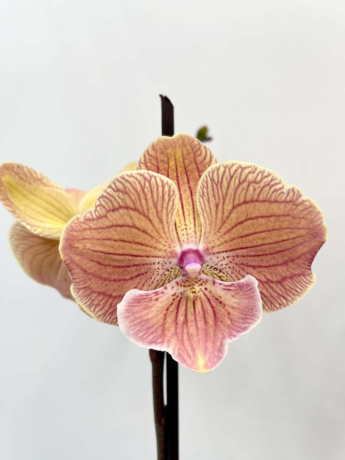 Phalaenopsis Special Edition, Big Lip Orchid, 50cm