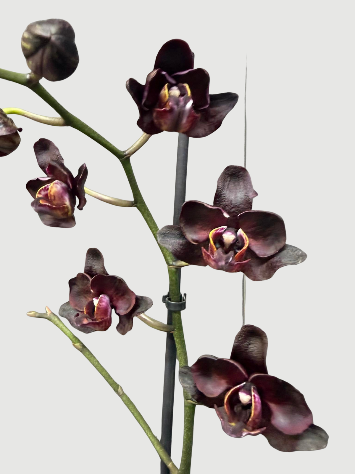 Phalaenopsis Black Swan